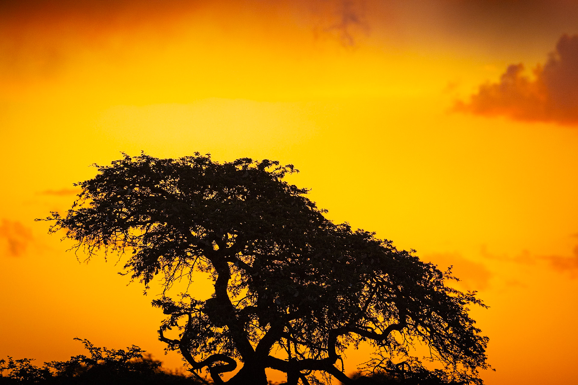 Mokala, South Africa ©McNairnPhotography