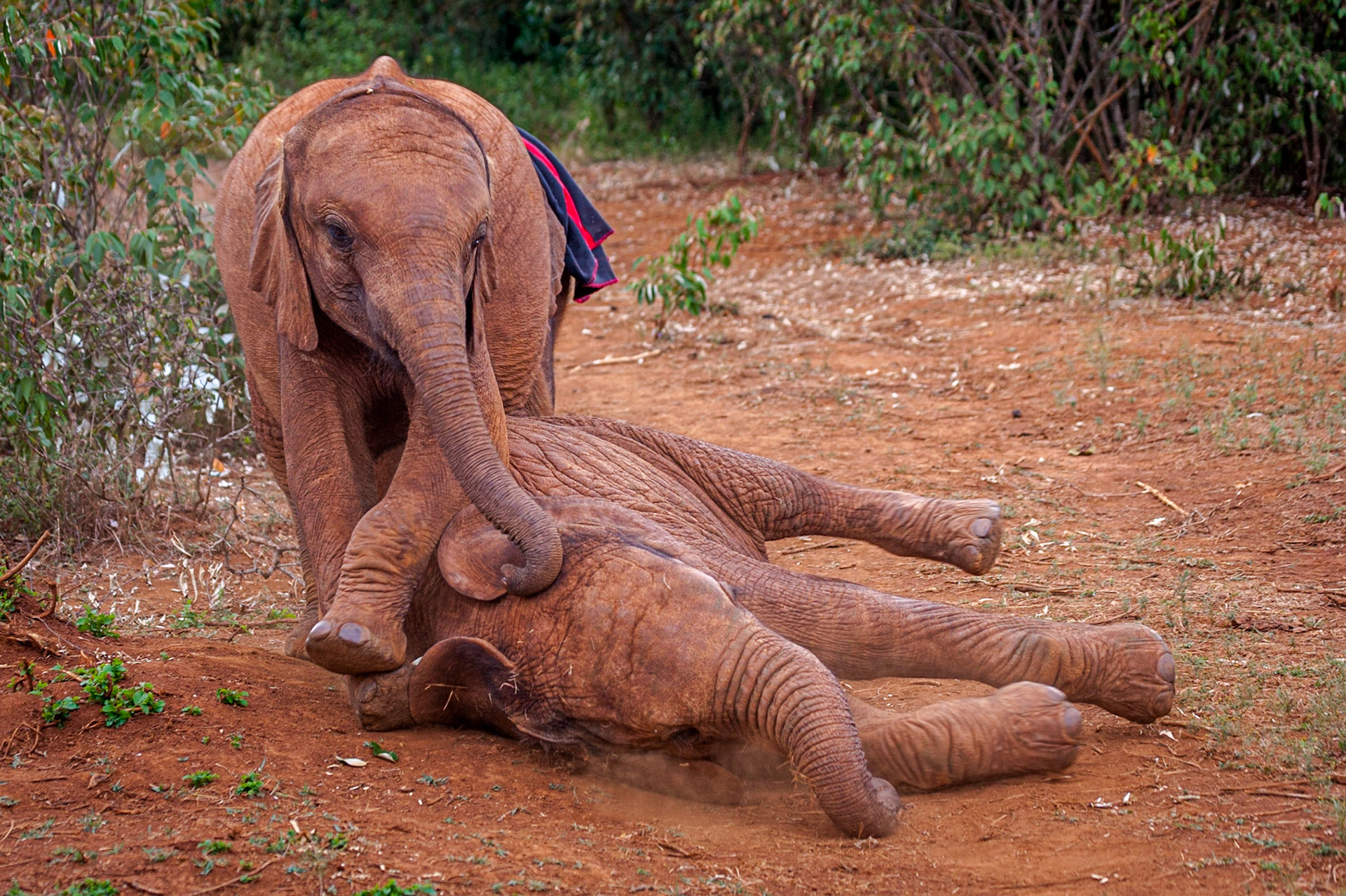 Sheldrick Wildlife Trust, Nairobi ©McNairnPhotography