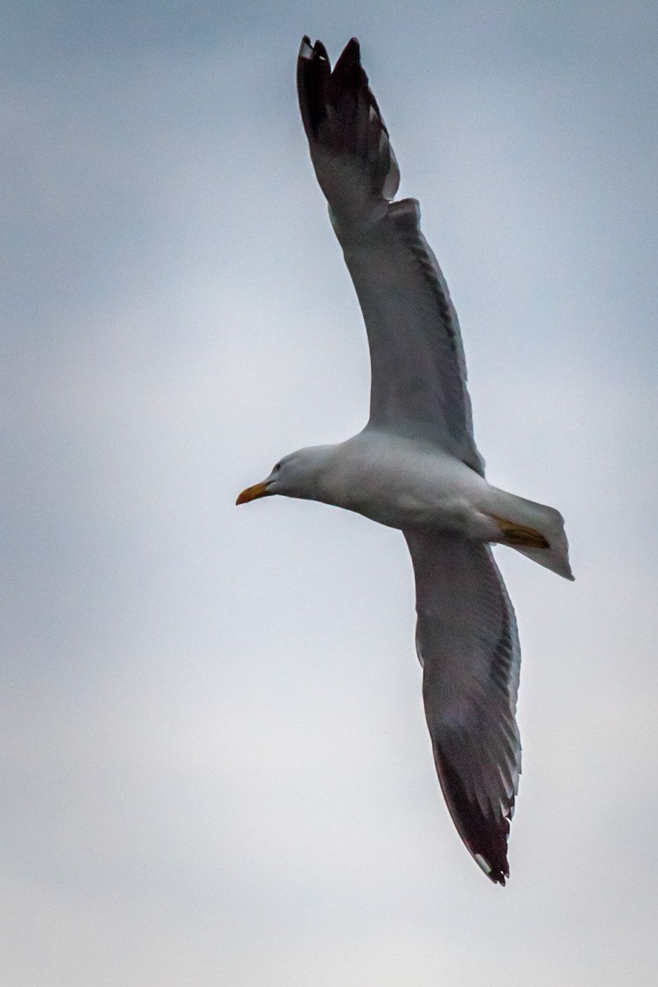 Yellow-legged Gull ©McNairnPhotography