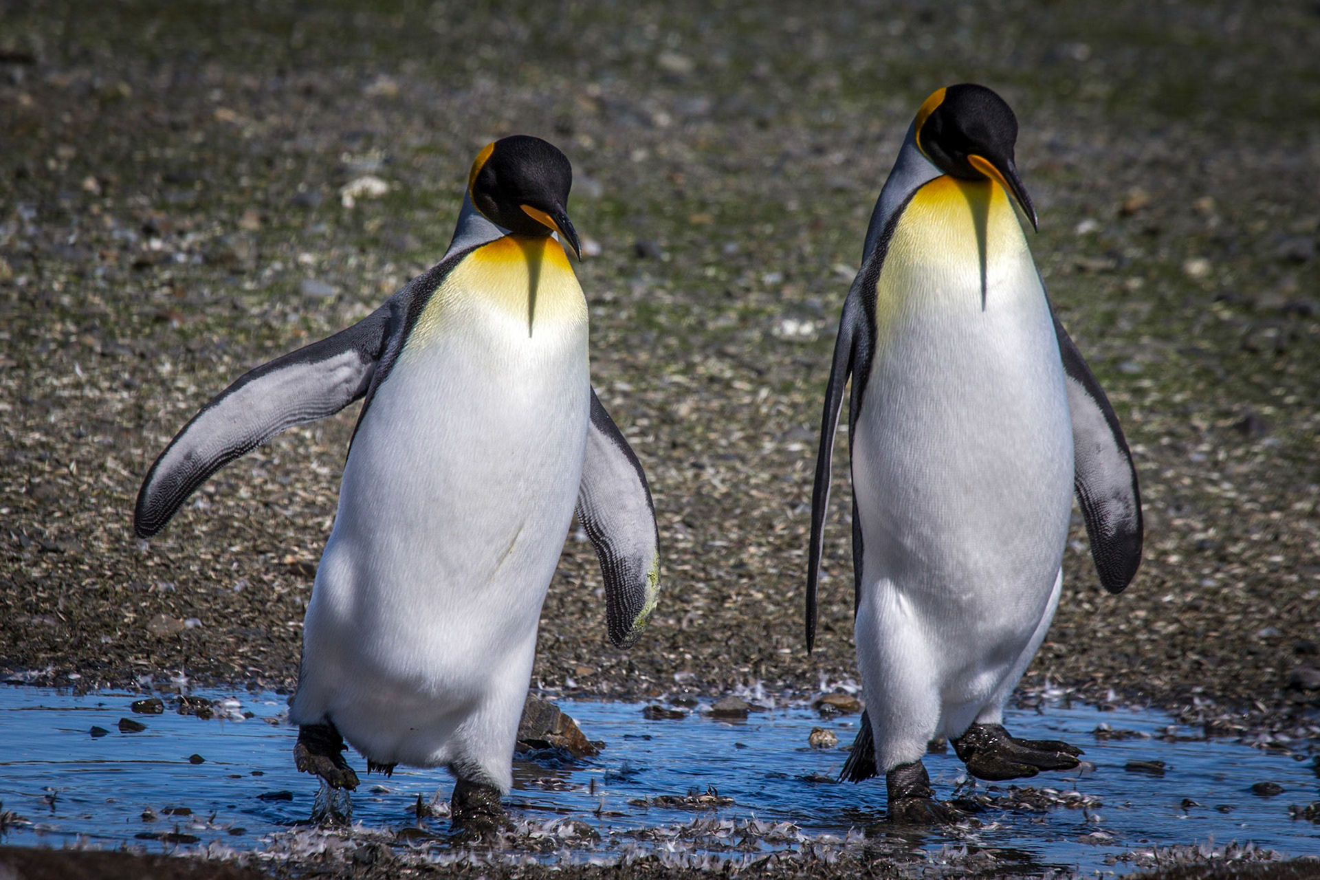 King Penguin ©McNairn.com