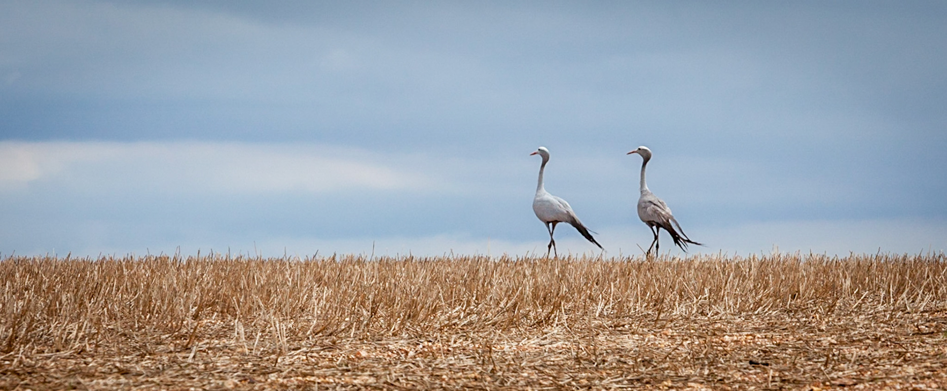 Blue Crane ©McNairnPhotography