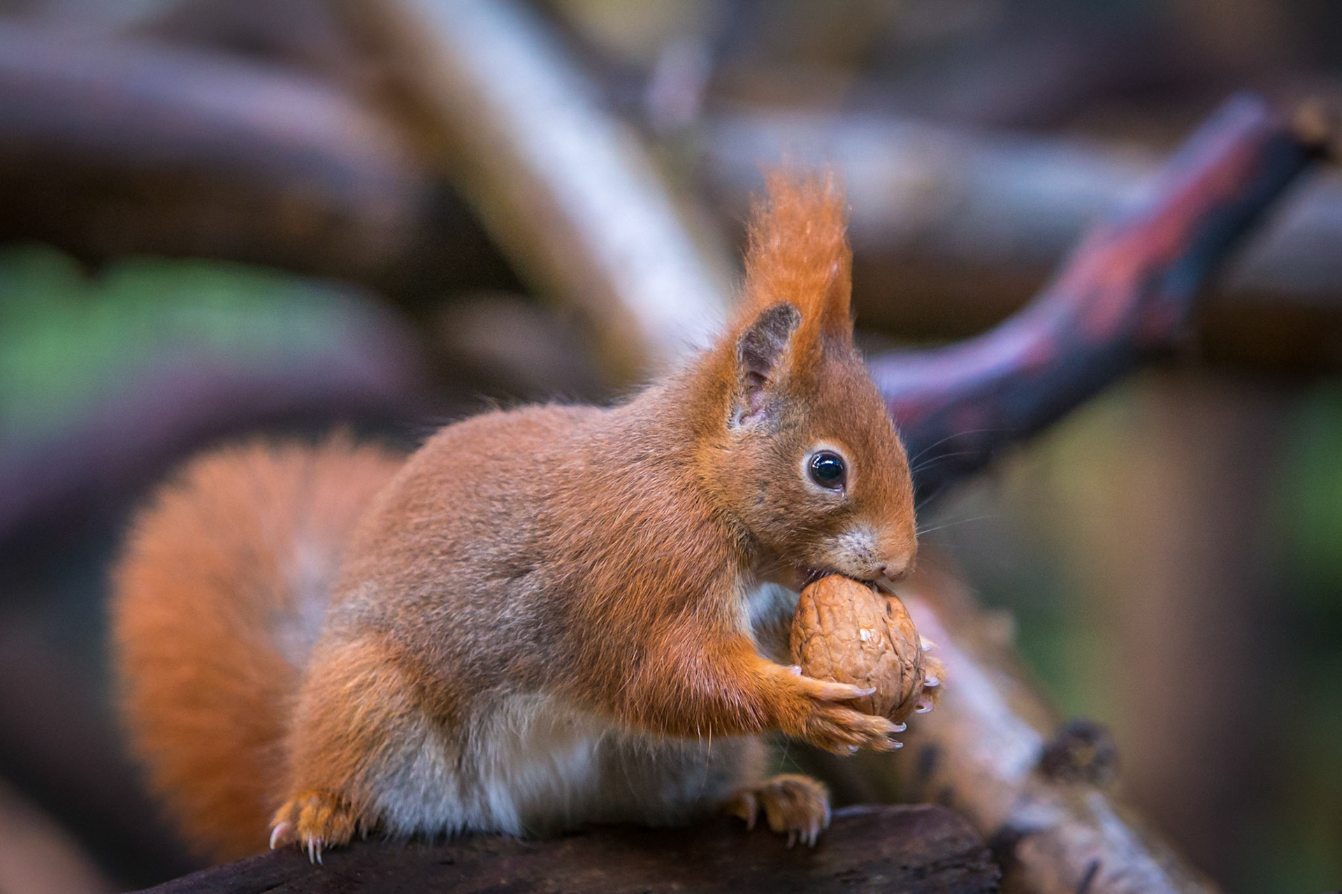 ©McNairnPhotography