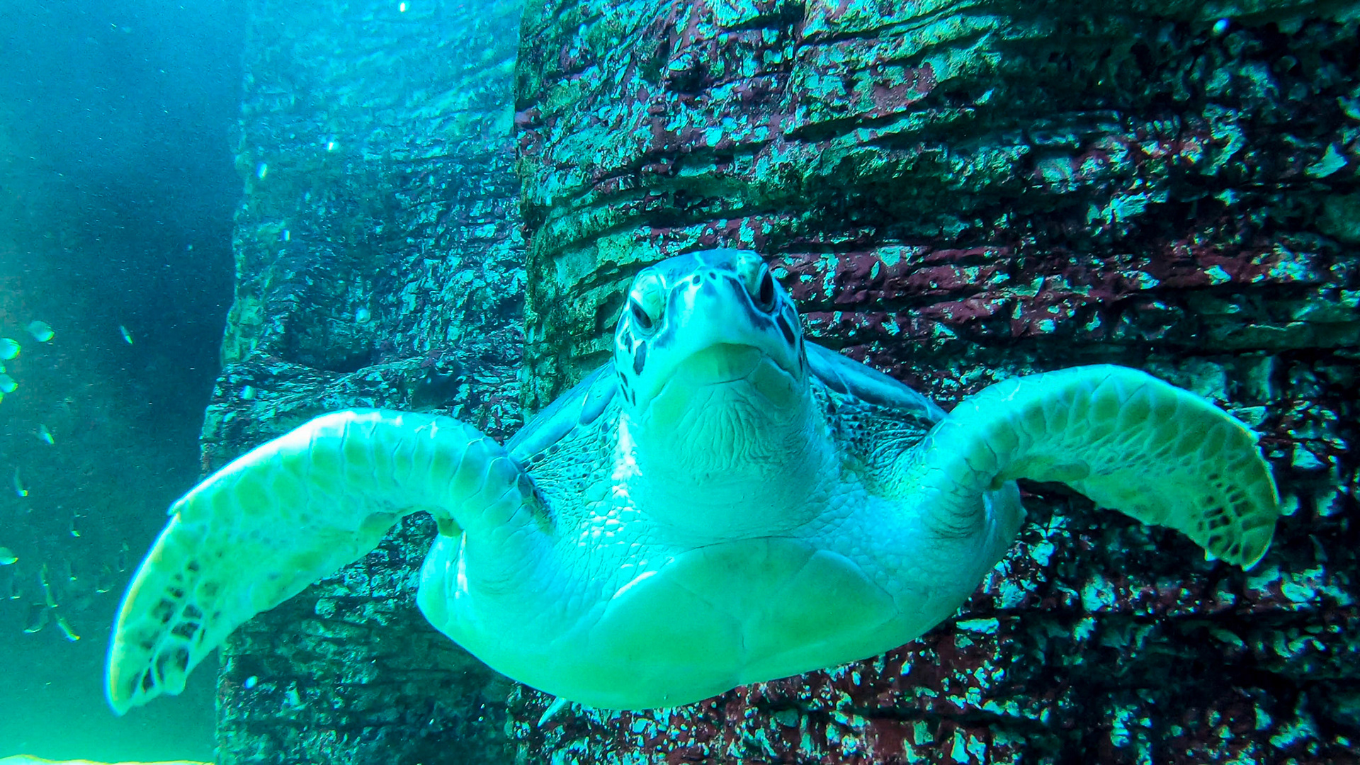 Two Oceans Aquarium ©McNairnPhotography