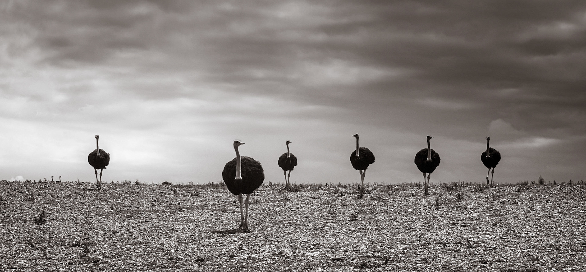 Ostrich ©McNairnPhotography