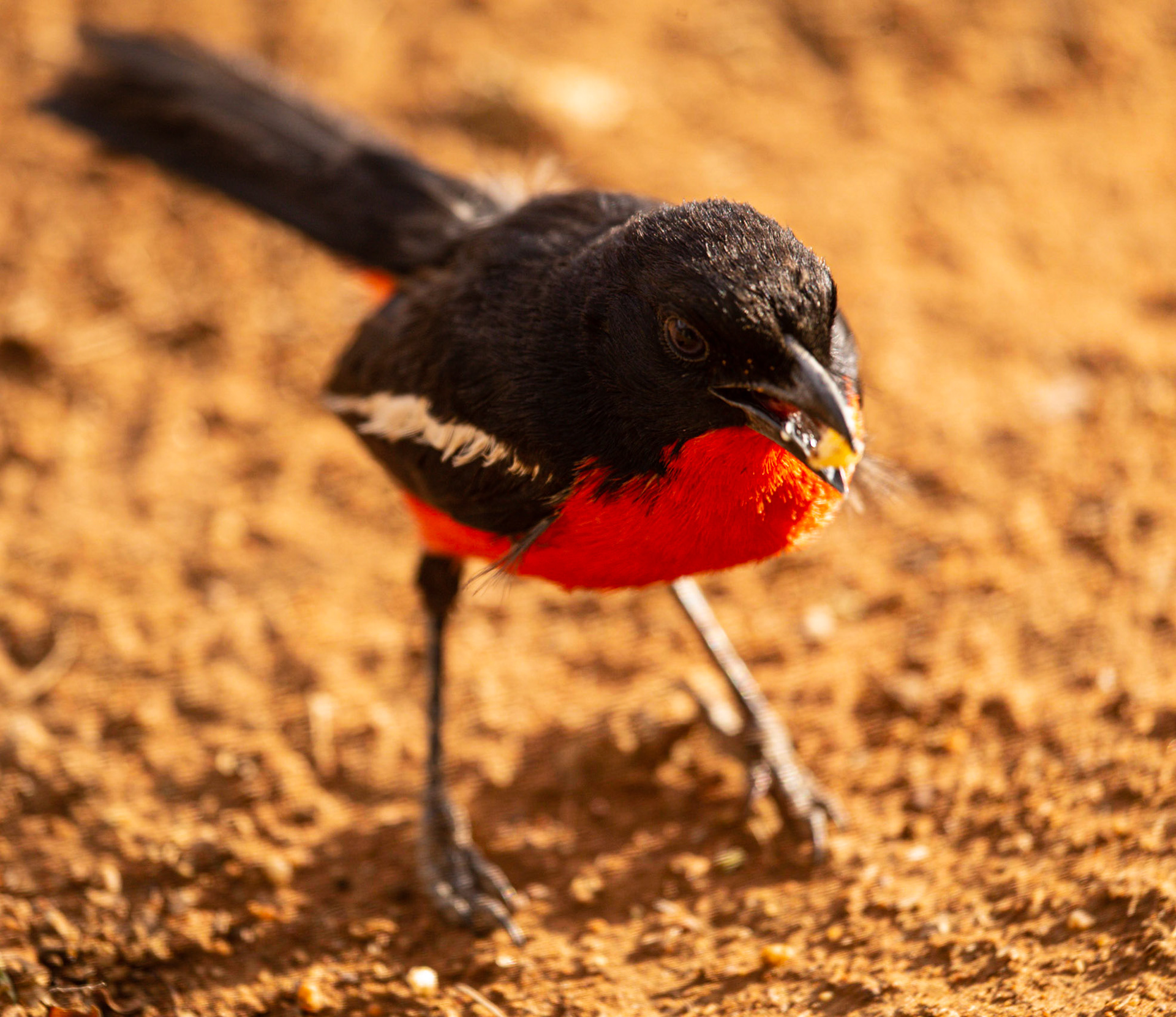 Crimson-brested Shrike ©McNairnPhotography