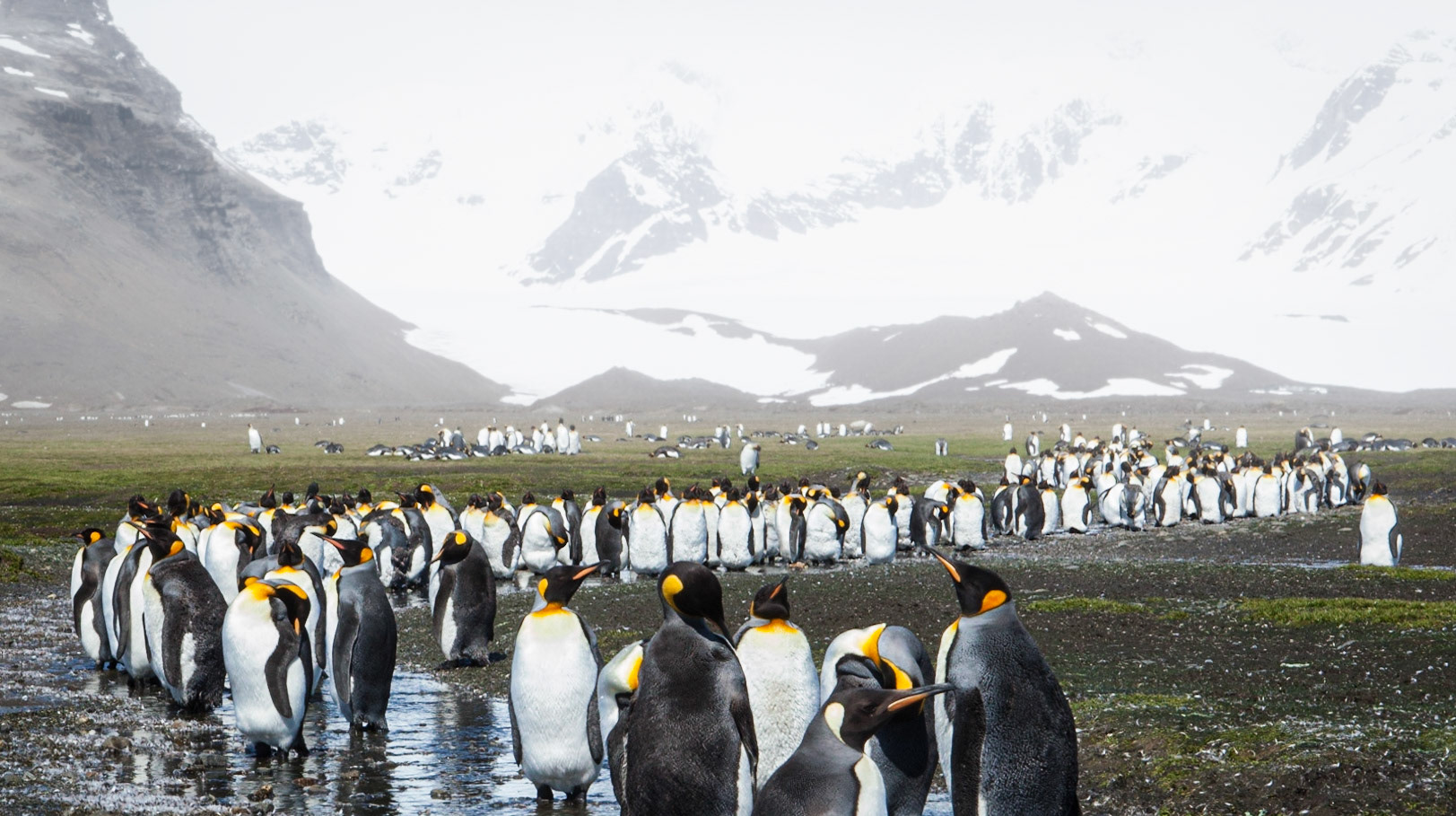 King Penguin ©McNairn.com