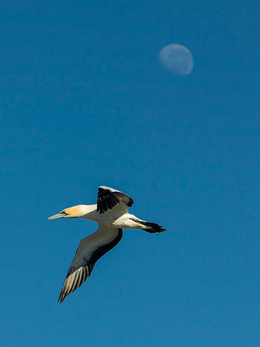Cape Gannet, South Africa ©McNairnPhotography