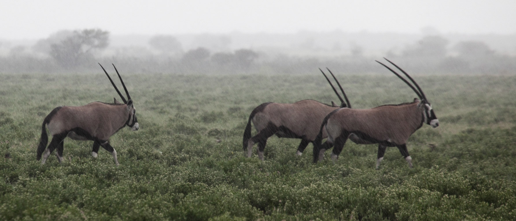 Botswana ©McNairnPhotography