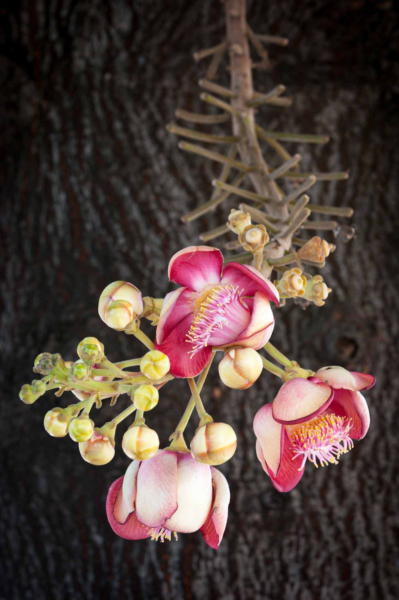 Thailand ©McNairnPhotography