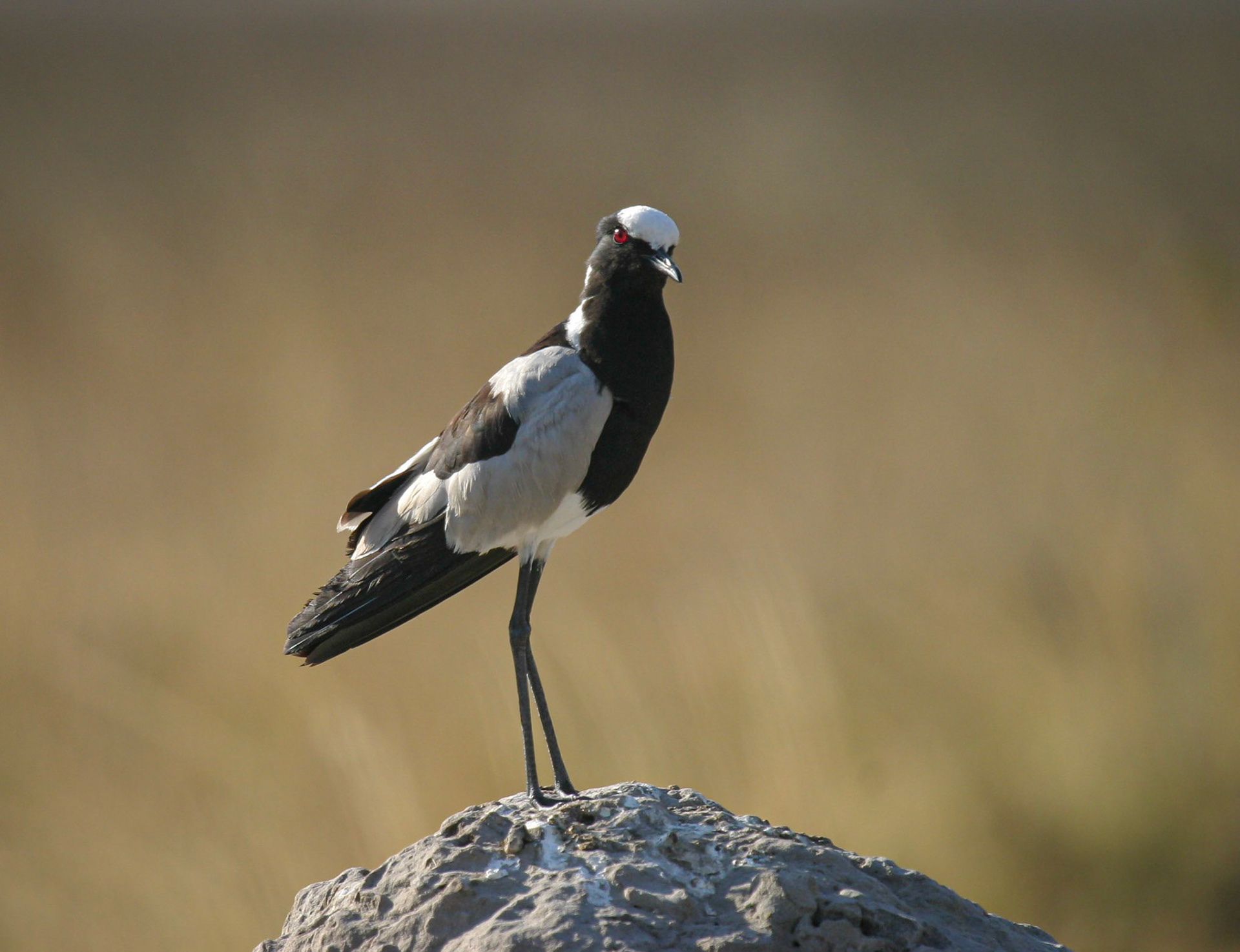 Blacksmith Lapwing ©McNairnPhotography