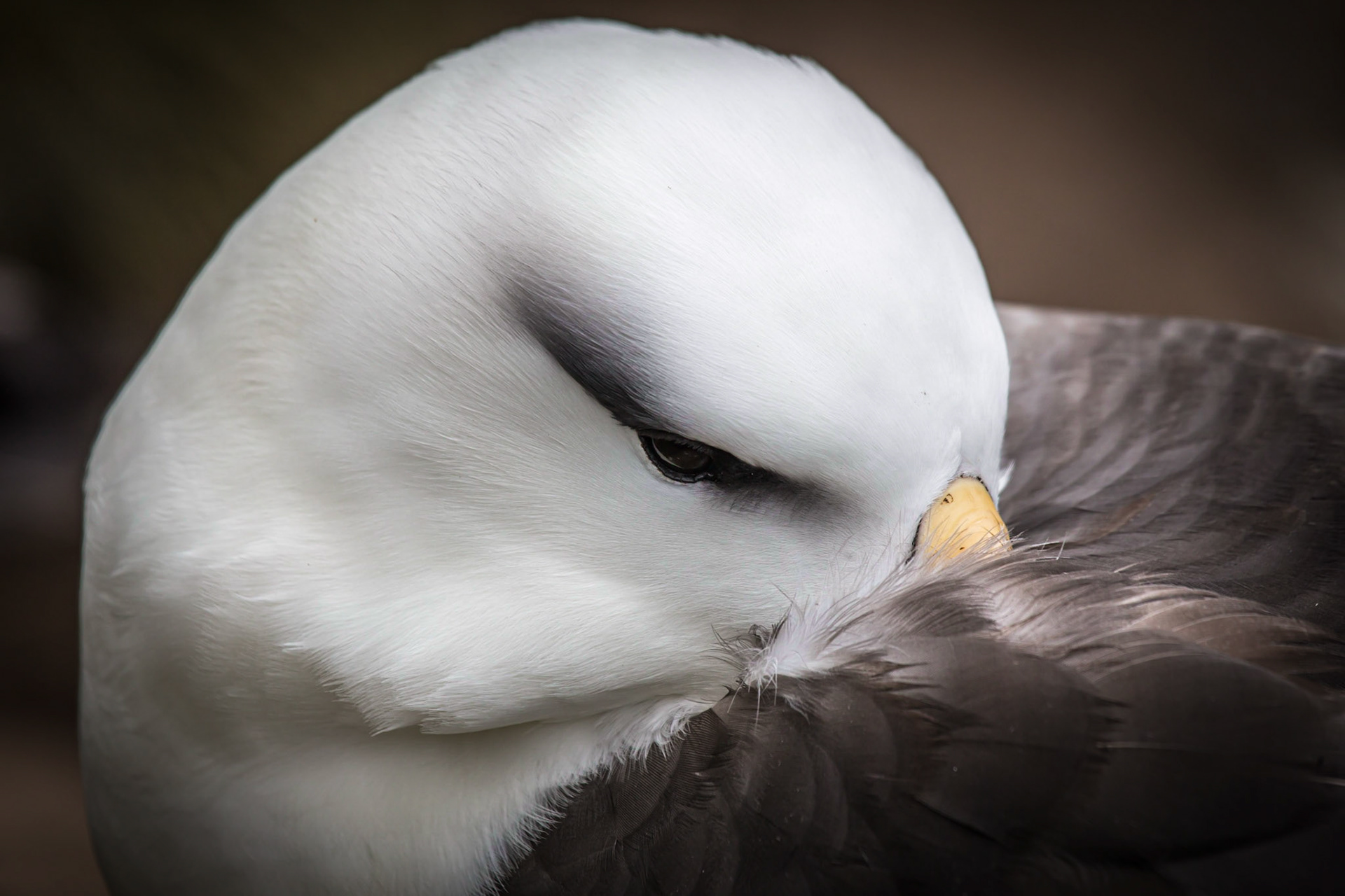 Black-browed Albatross ©McNairnPhotography