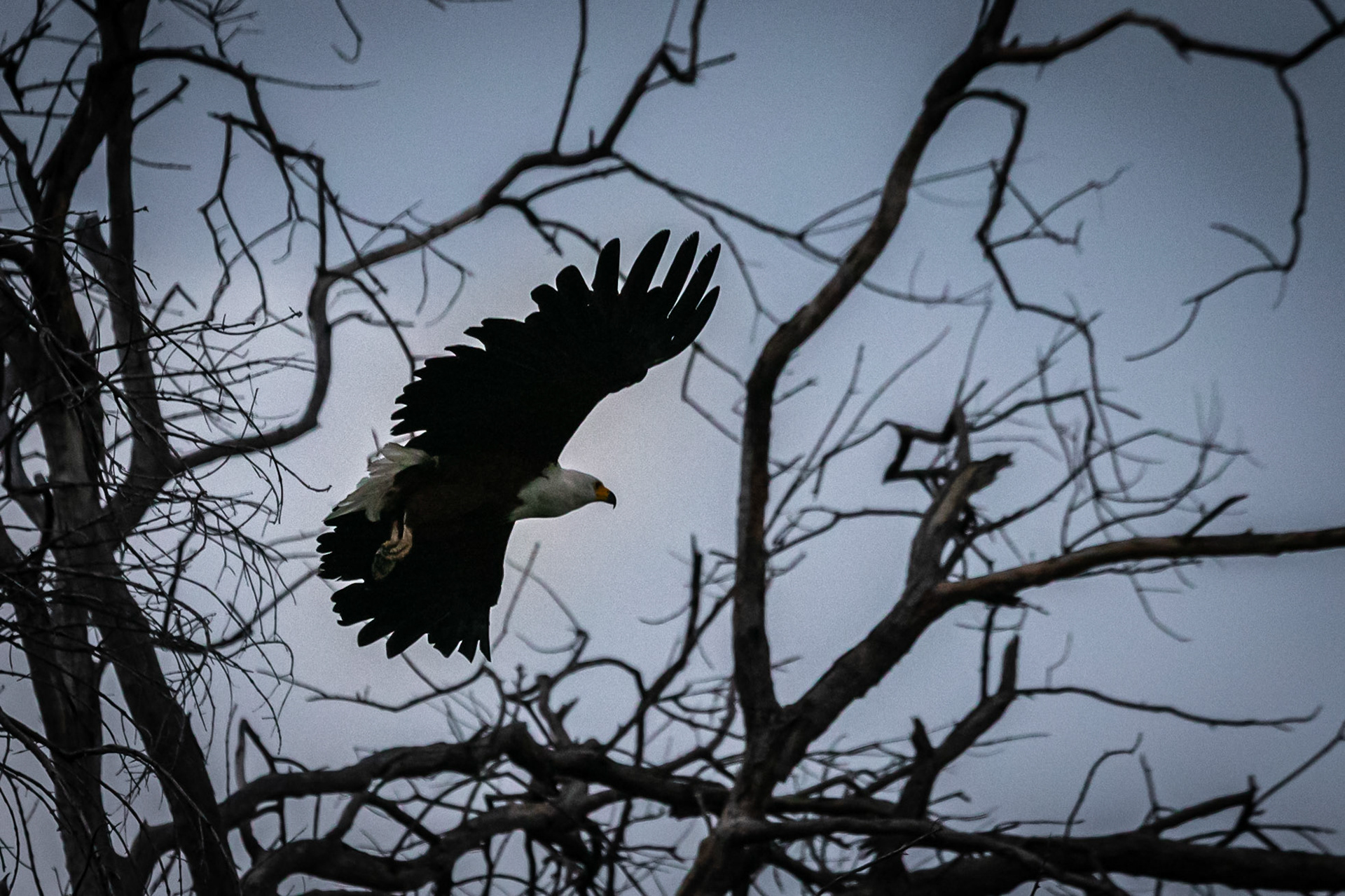 African Fish Eagle ©McNairnPhotography