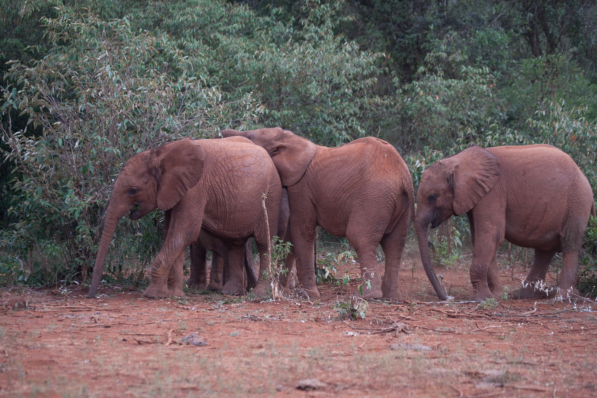 Sheldrick Wildlife Trust ©McNairnPhotography