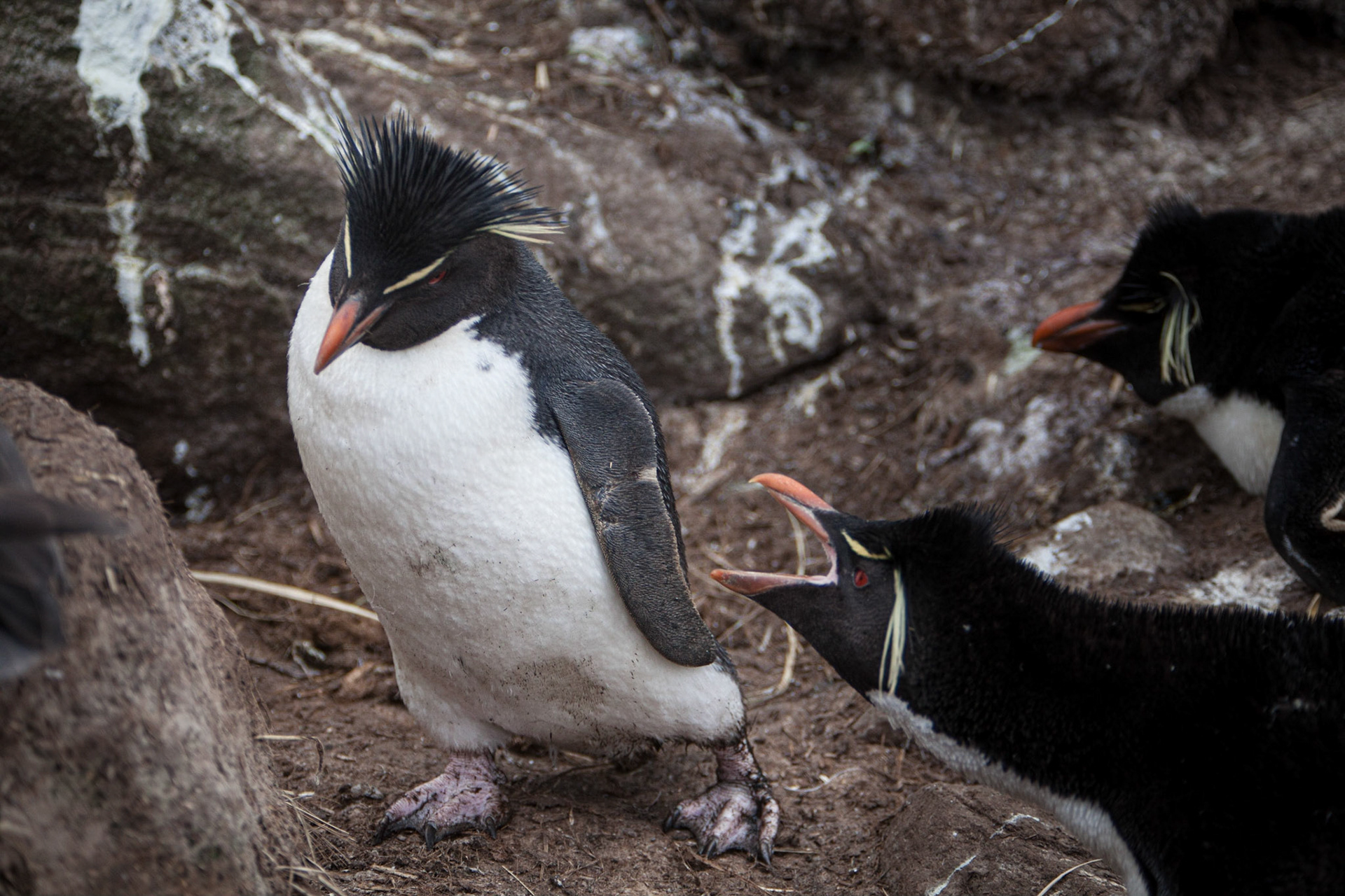 Southern Rockhopper Penguin ©McNairnPhotography