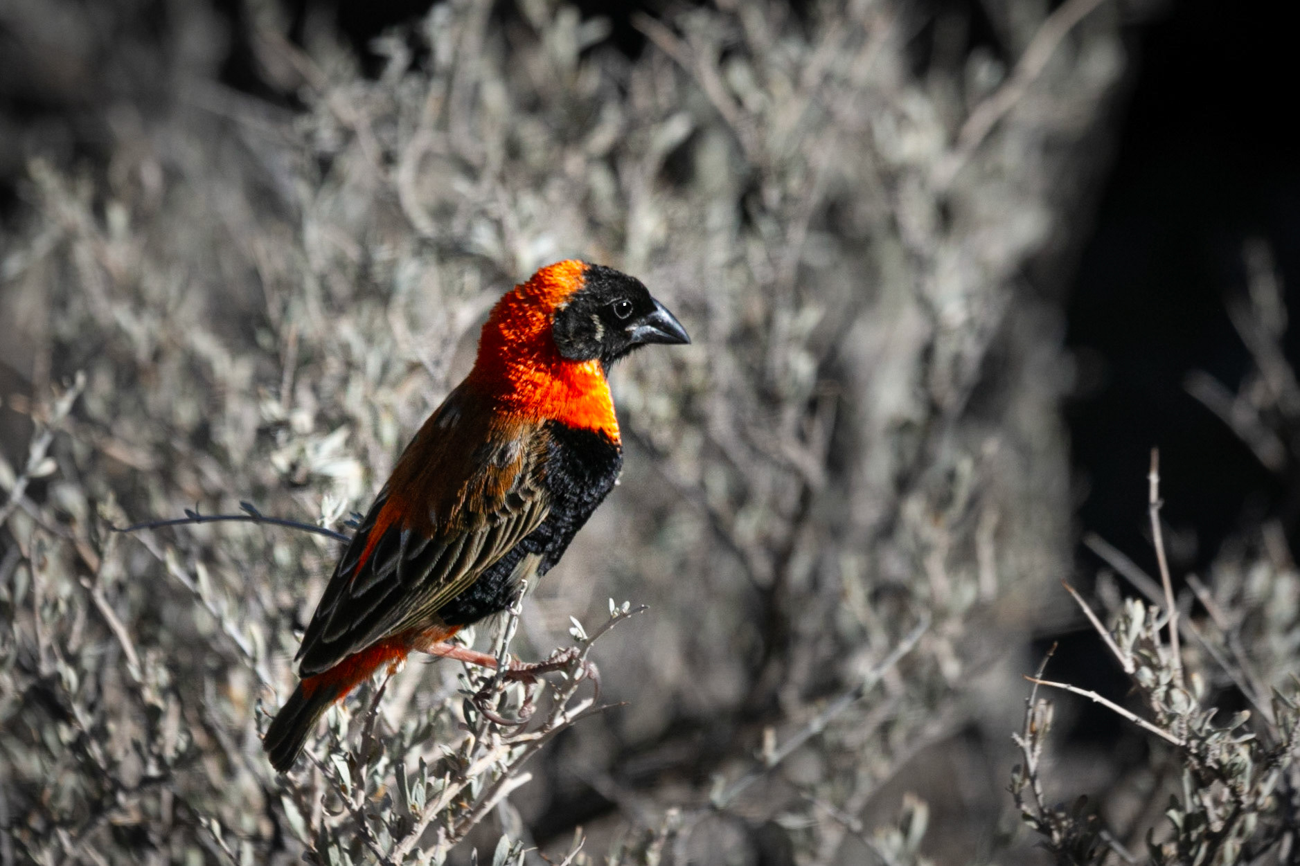 Southern Red Bishop ©McNairnPhotography
