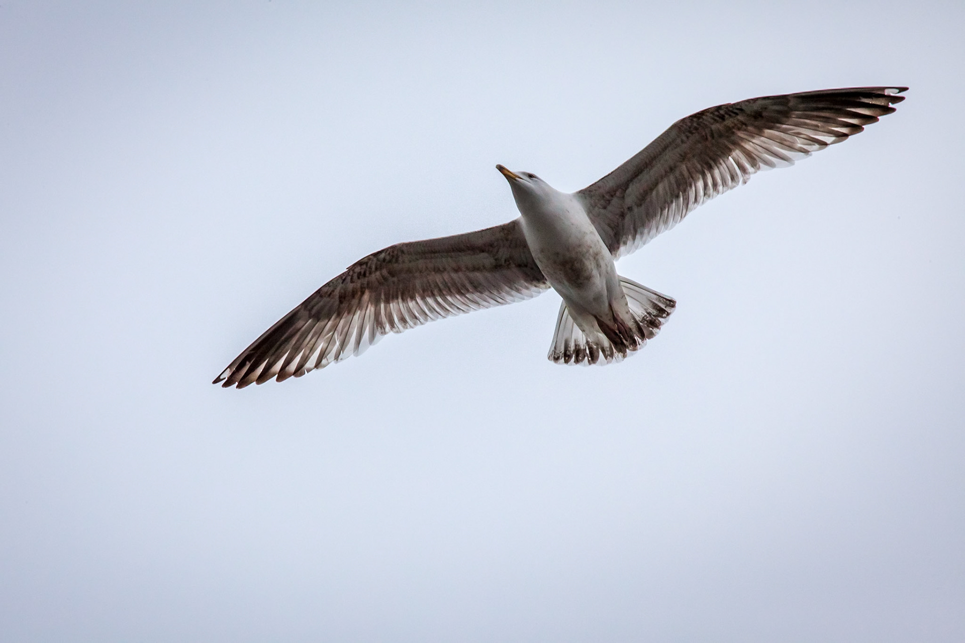 European Herring Gull ©McNairnPhotography