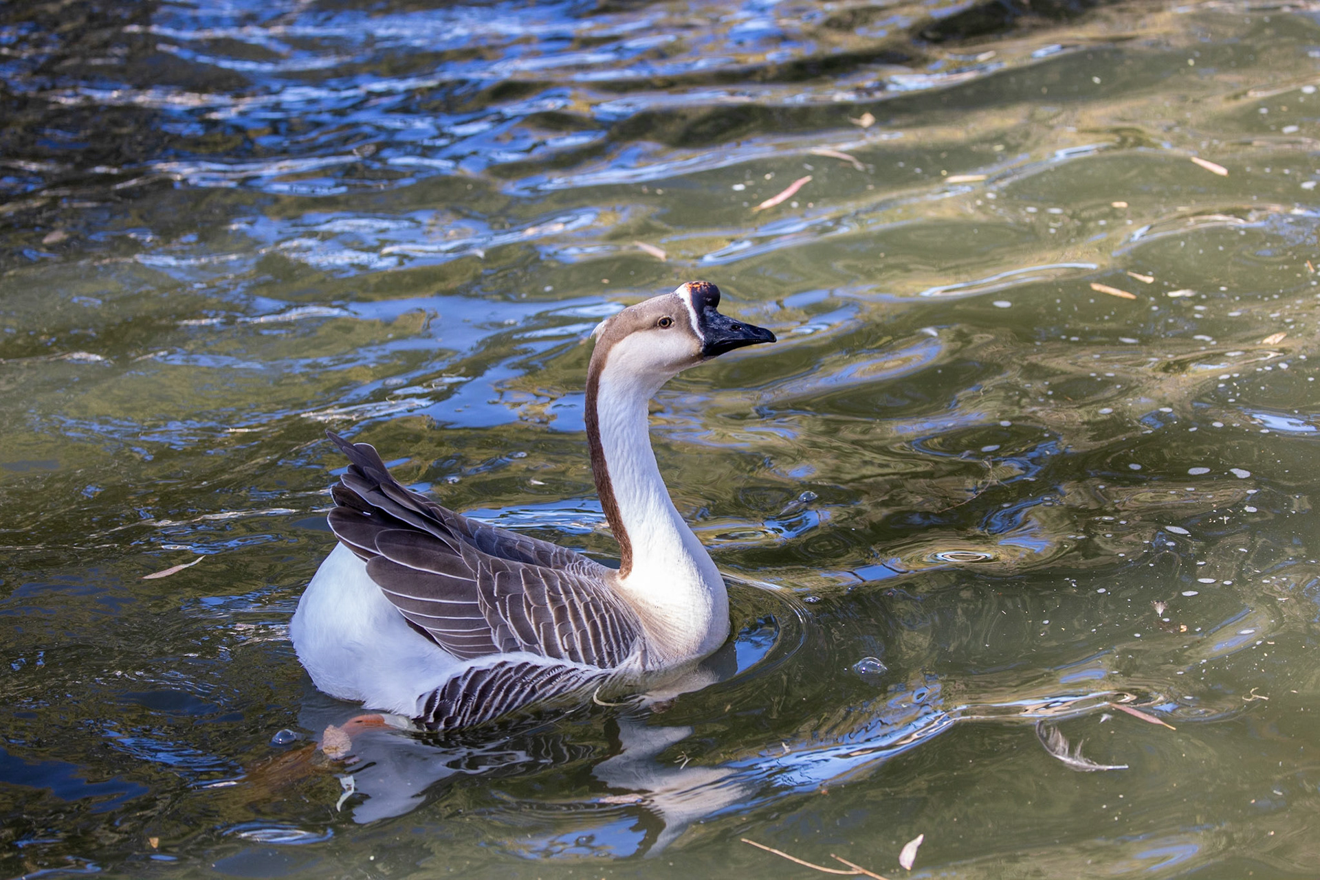 Il est très laid...