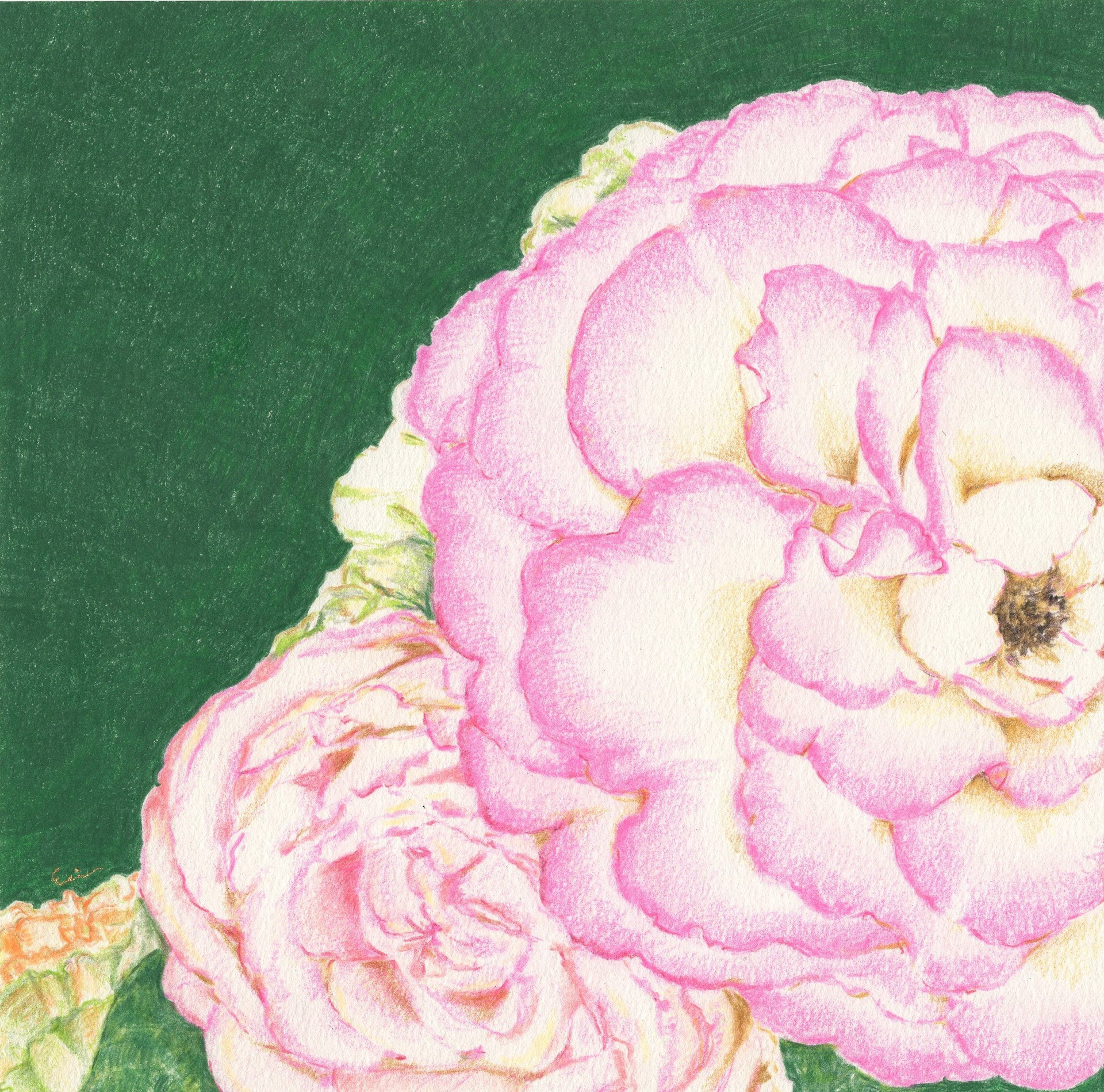 「Rose  scents」　2021　190mm×190mm　colored pencil, paper