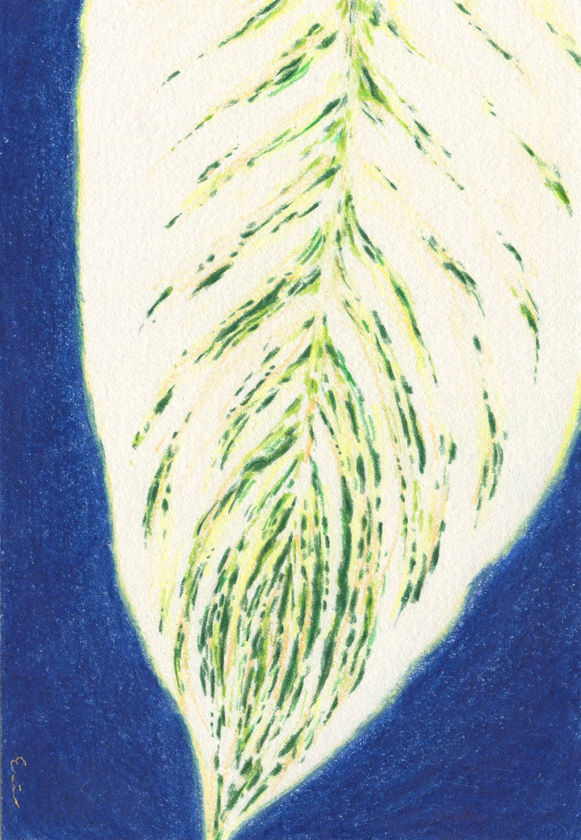 2021　147mm×100mm　colored pencil, paper