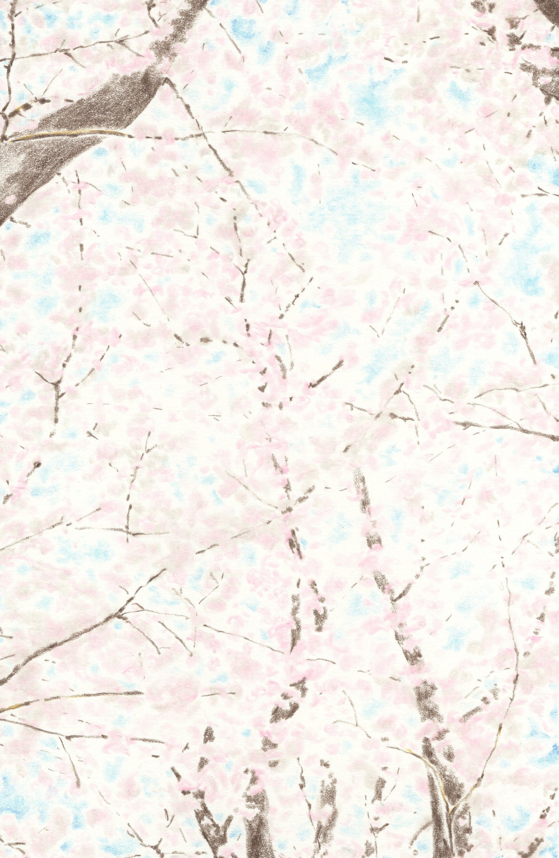 「はるのいろ」　2022　colored pencil, paper