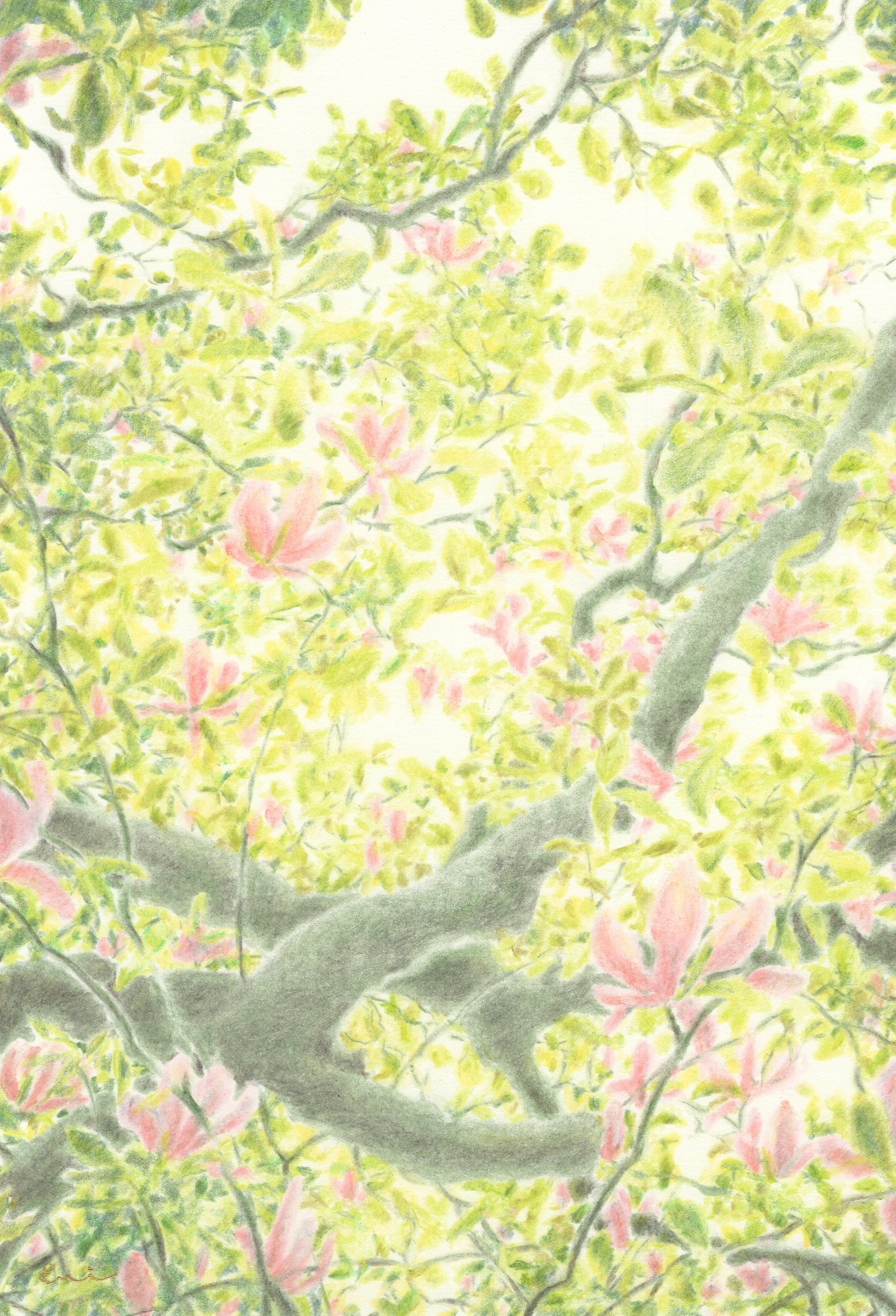 「Magnolia」　2025　260mm×180mm　colored pencil, paper