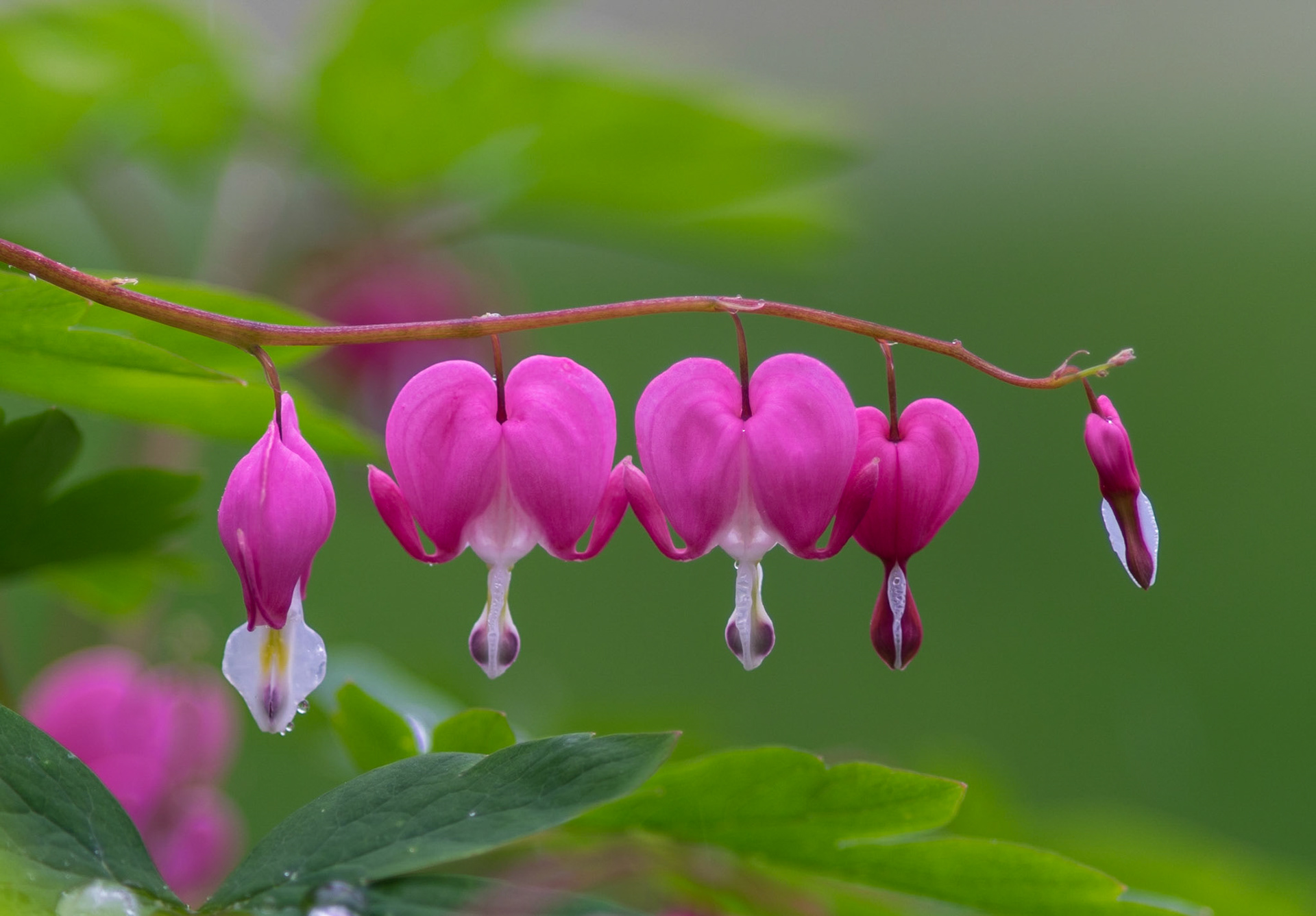 Bleeding Heart