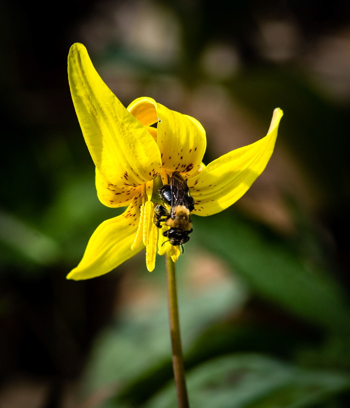 Trout-lily, Yelllow
