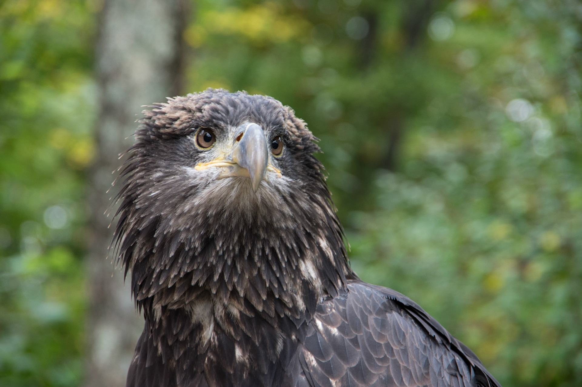 Captive Bald Eagle at Patoka Lake