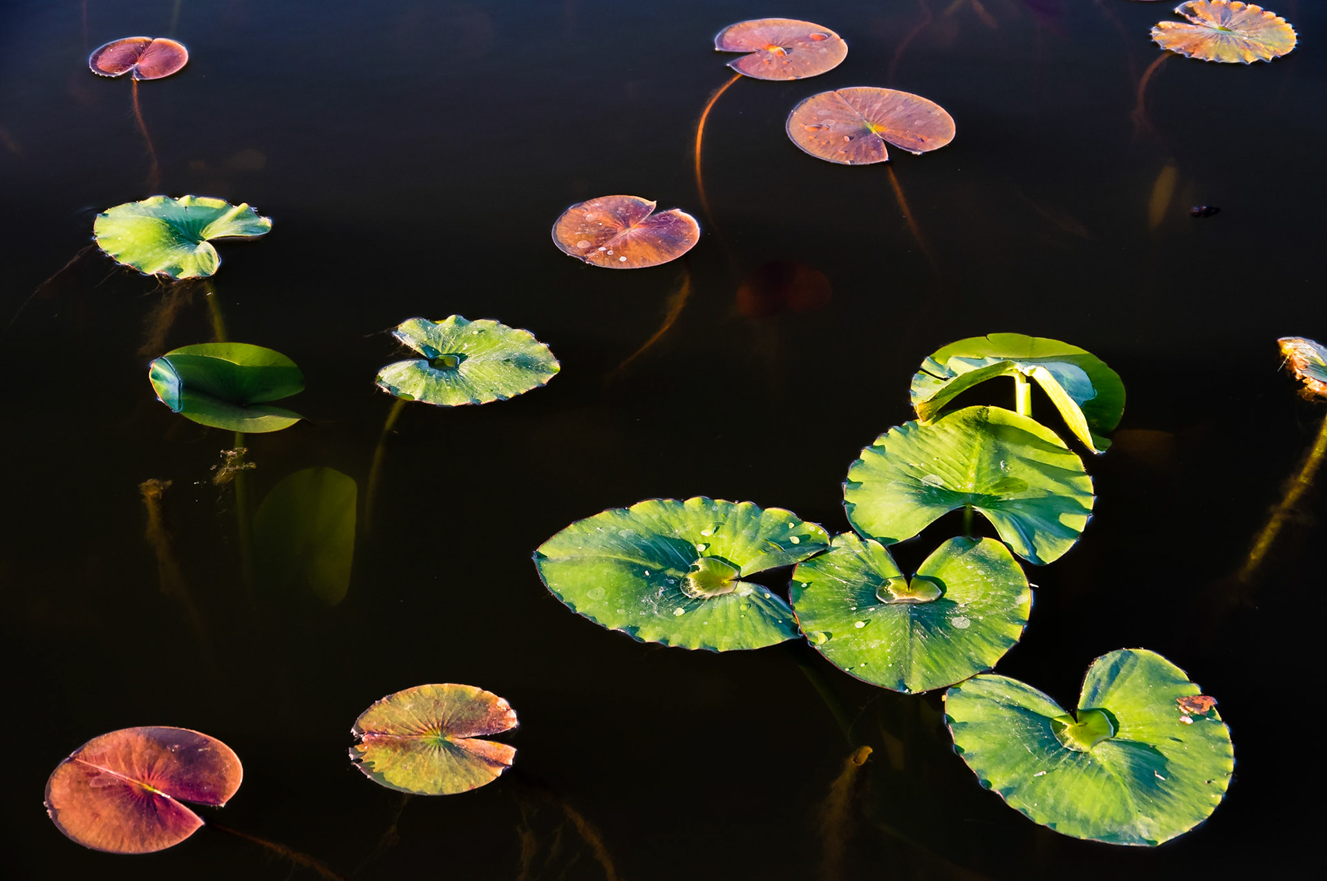 Water Lilies