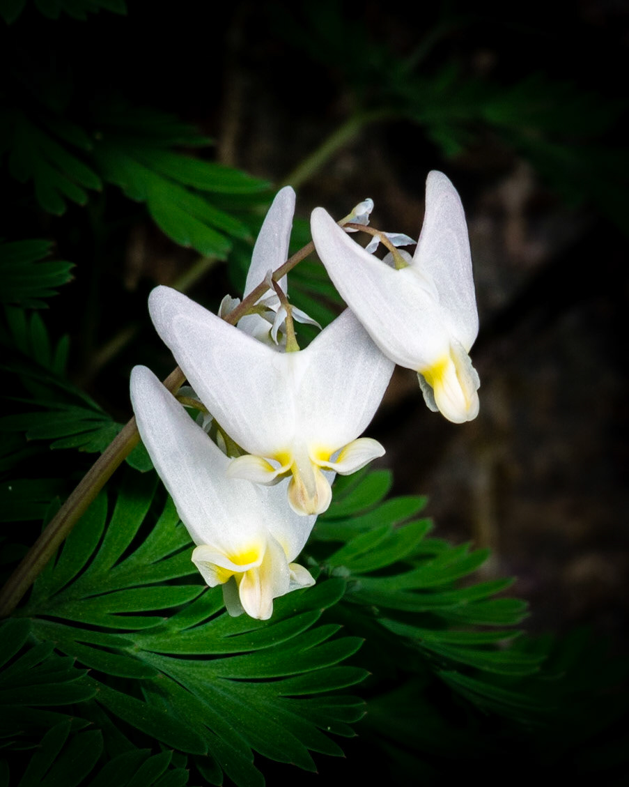 Dutchman'sBreeches