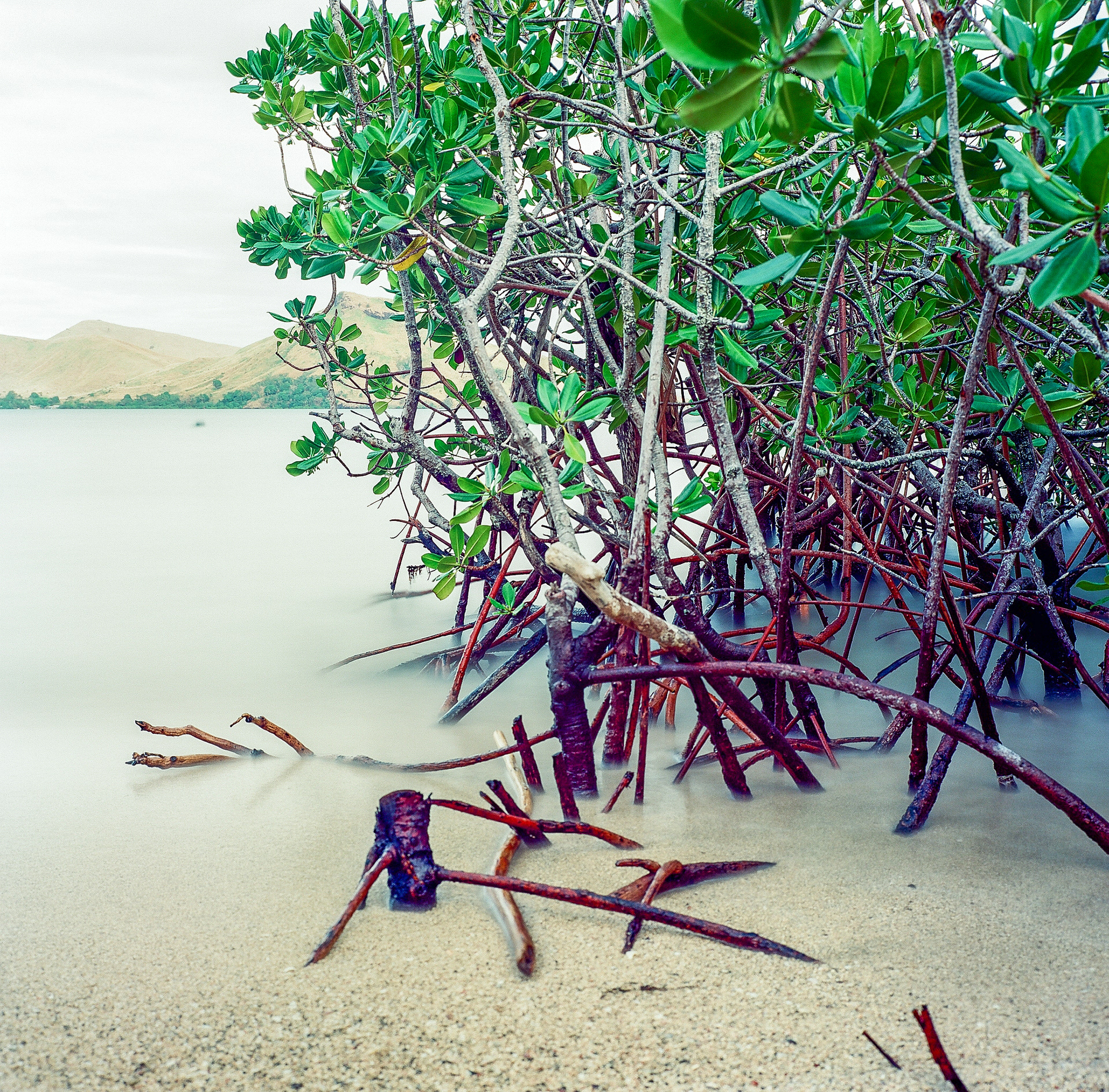 Mangroves