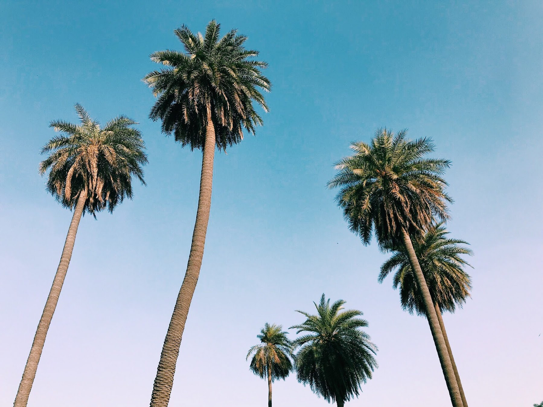 Palm trees in Delhi