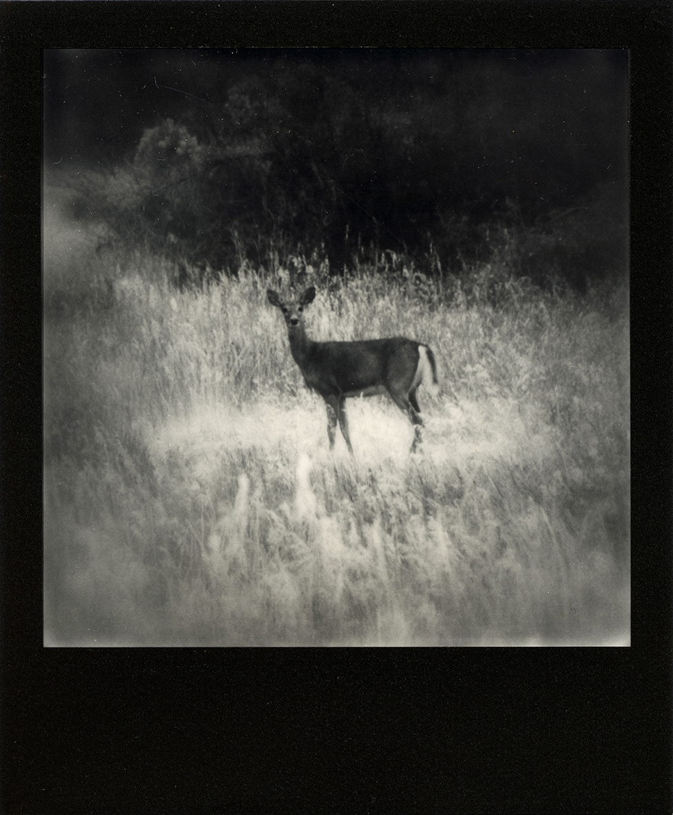 Divine Escape no.8