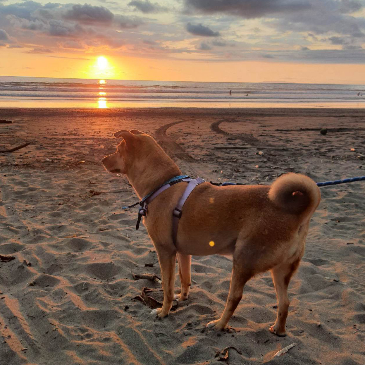 Nala on the beach in Costa Rica