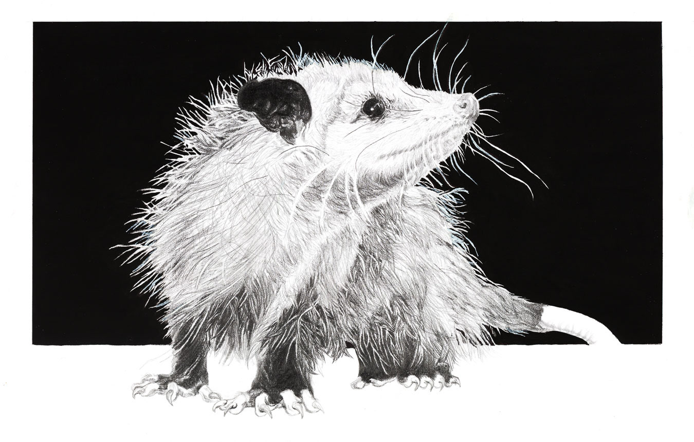 Reprographie de dessin pour C. Parra
