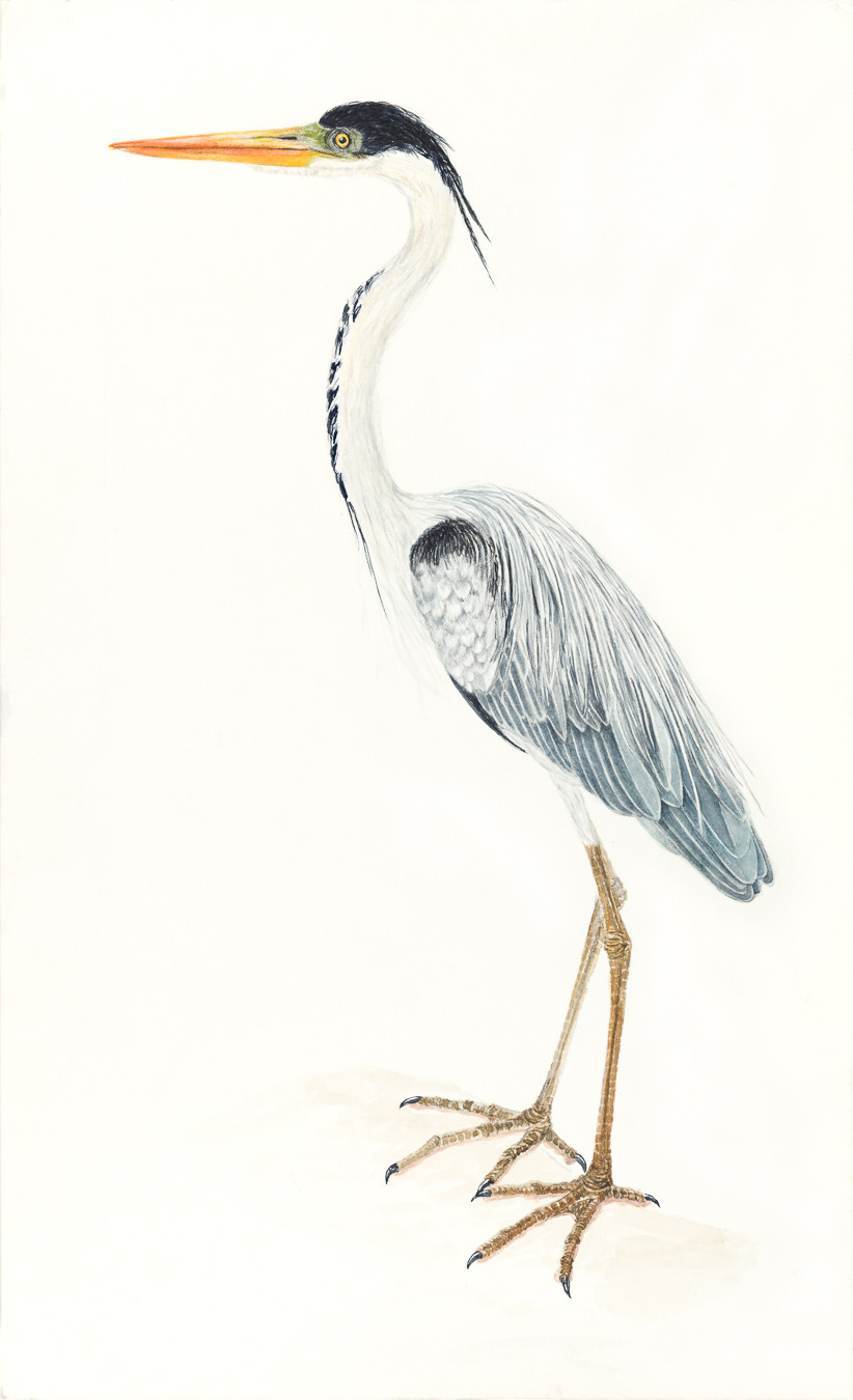 Reprographie de dessin pour H. Duplessis