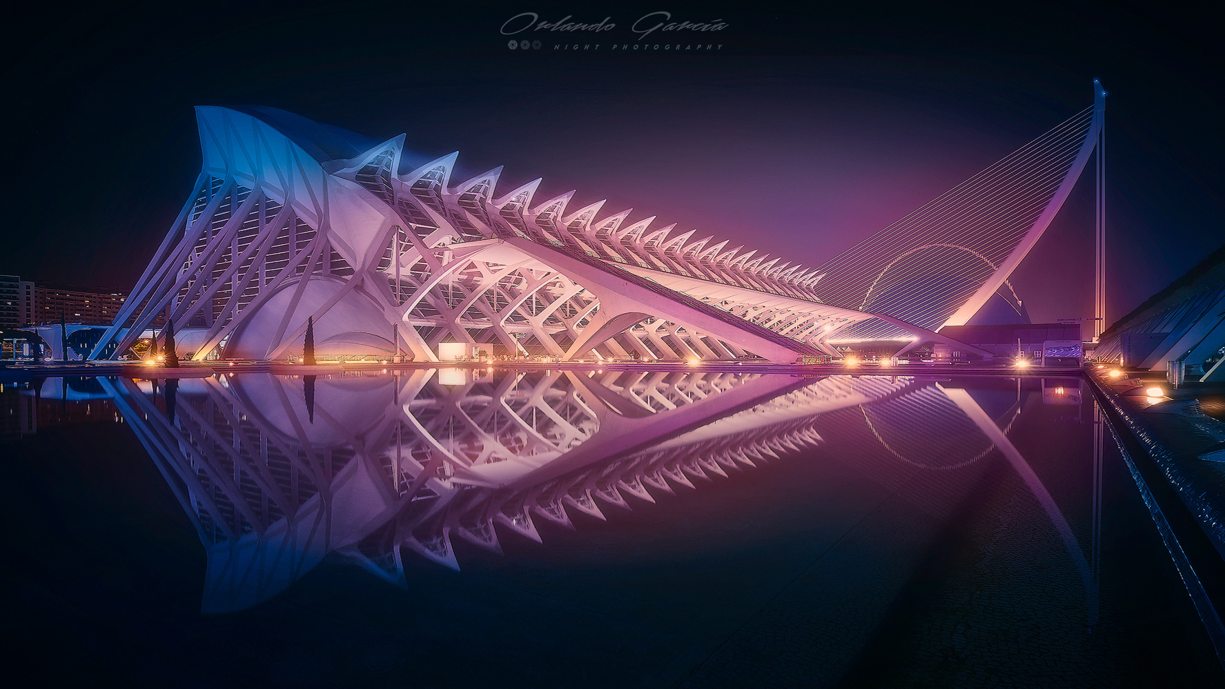 THE FISH NEON NOIR