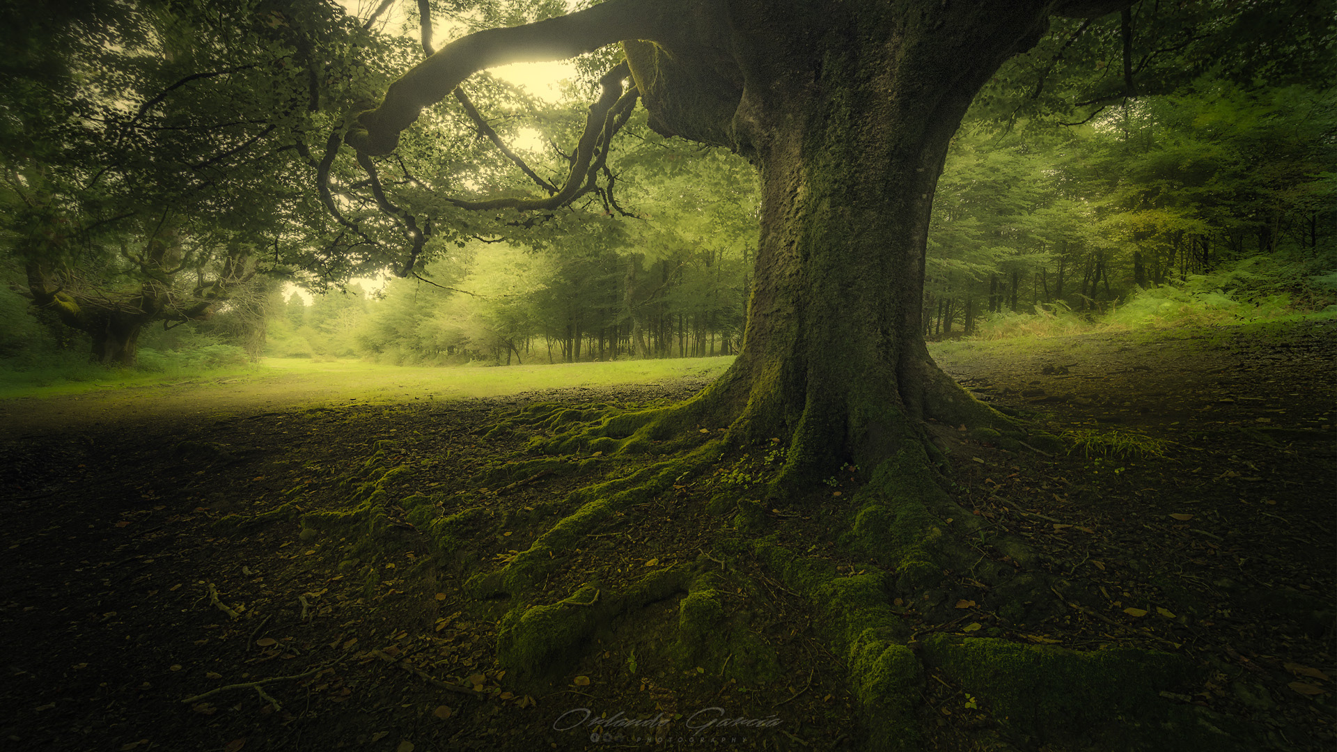 THE WATCHMAN OF THE FOREST
