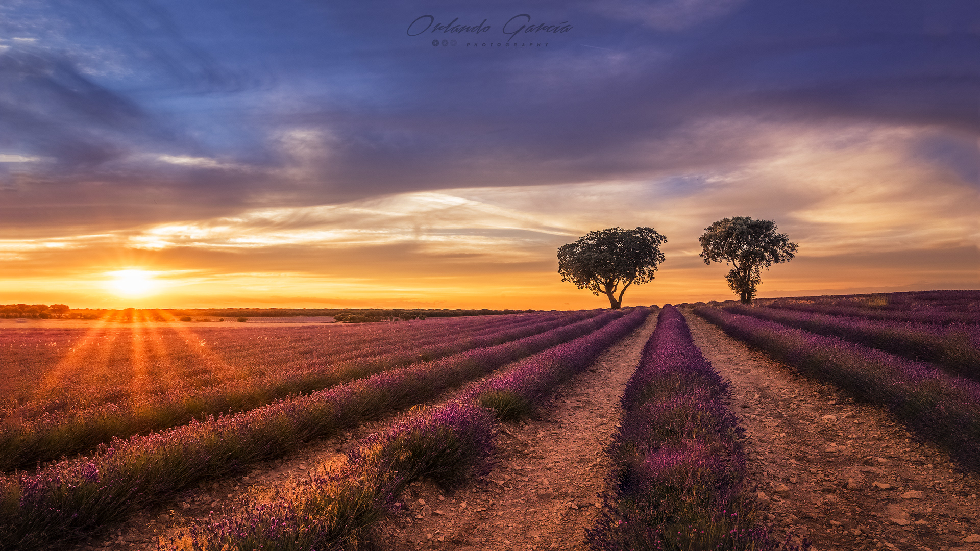 LAVANDER SUNSET