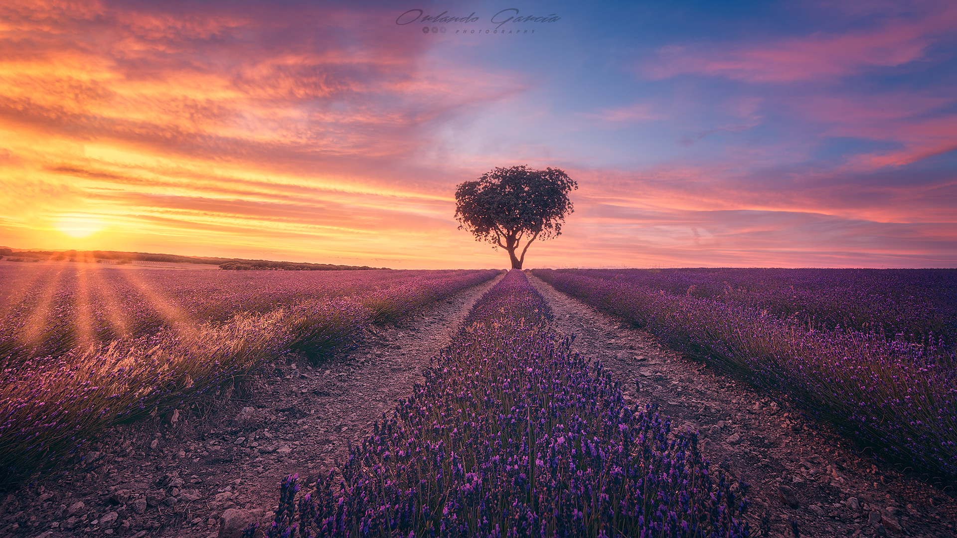 SUNSET IN LAVENDER FIELDS