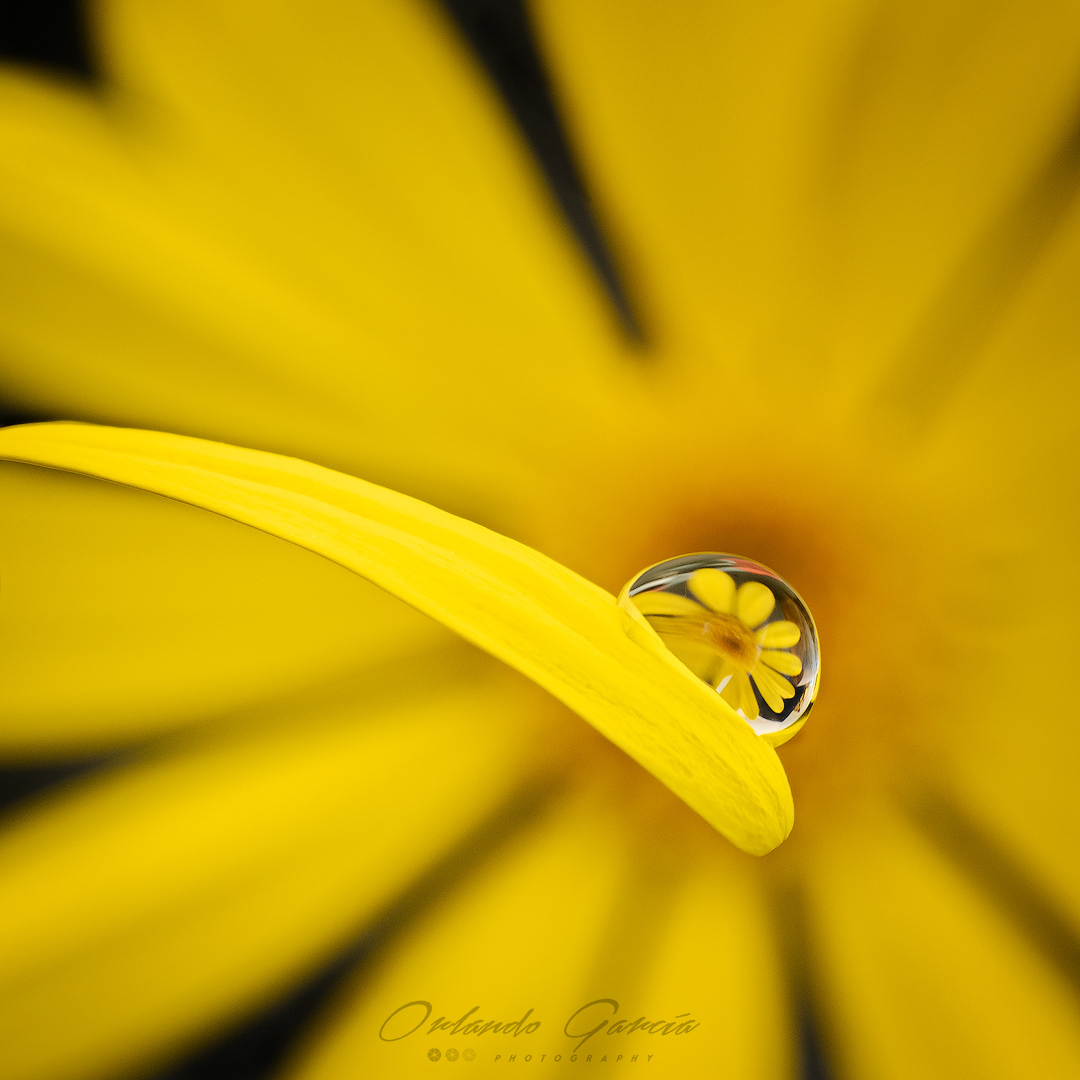 FLOWER IN THE DROP