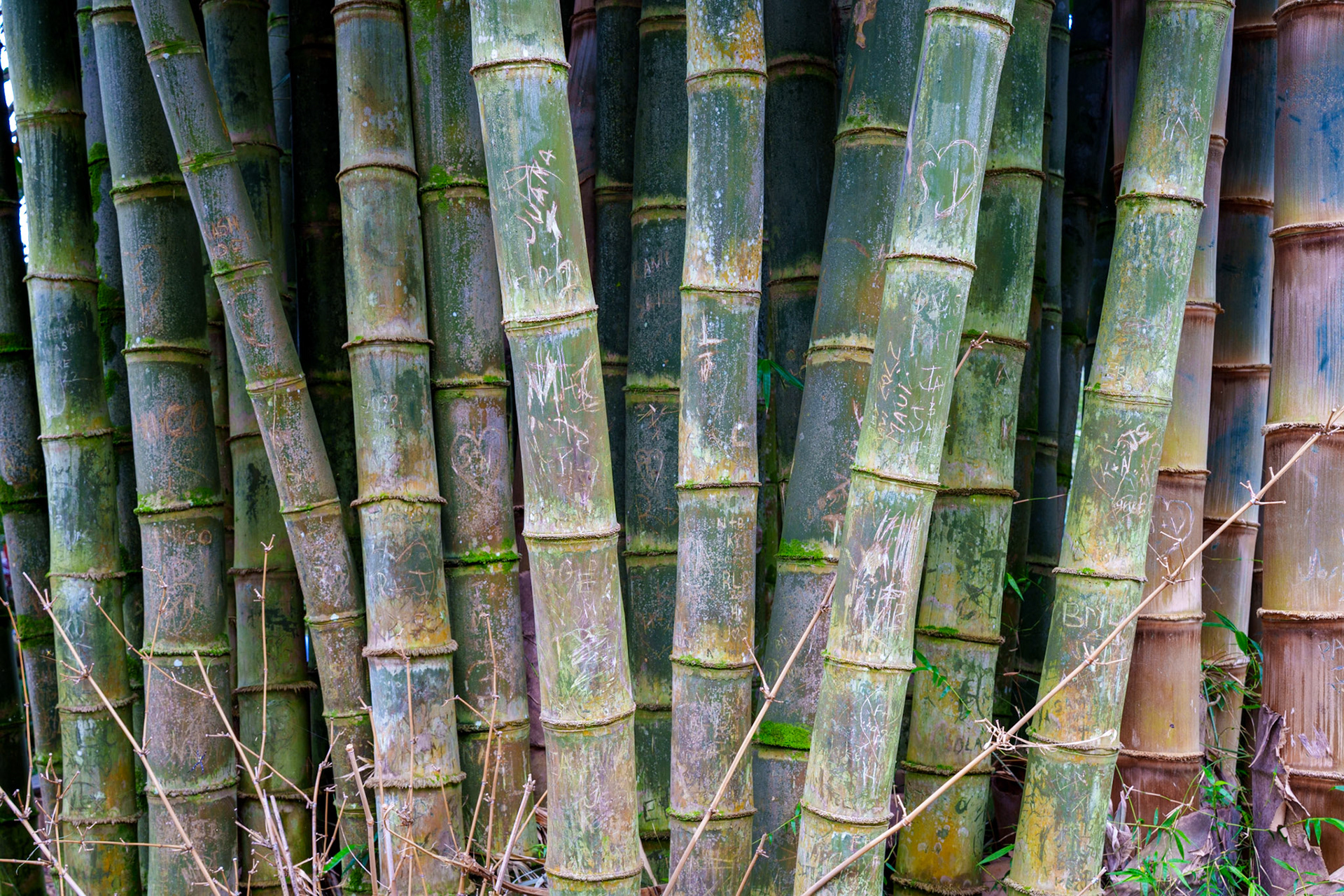Bamboo along the Twin Falls hike