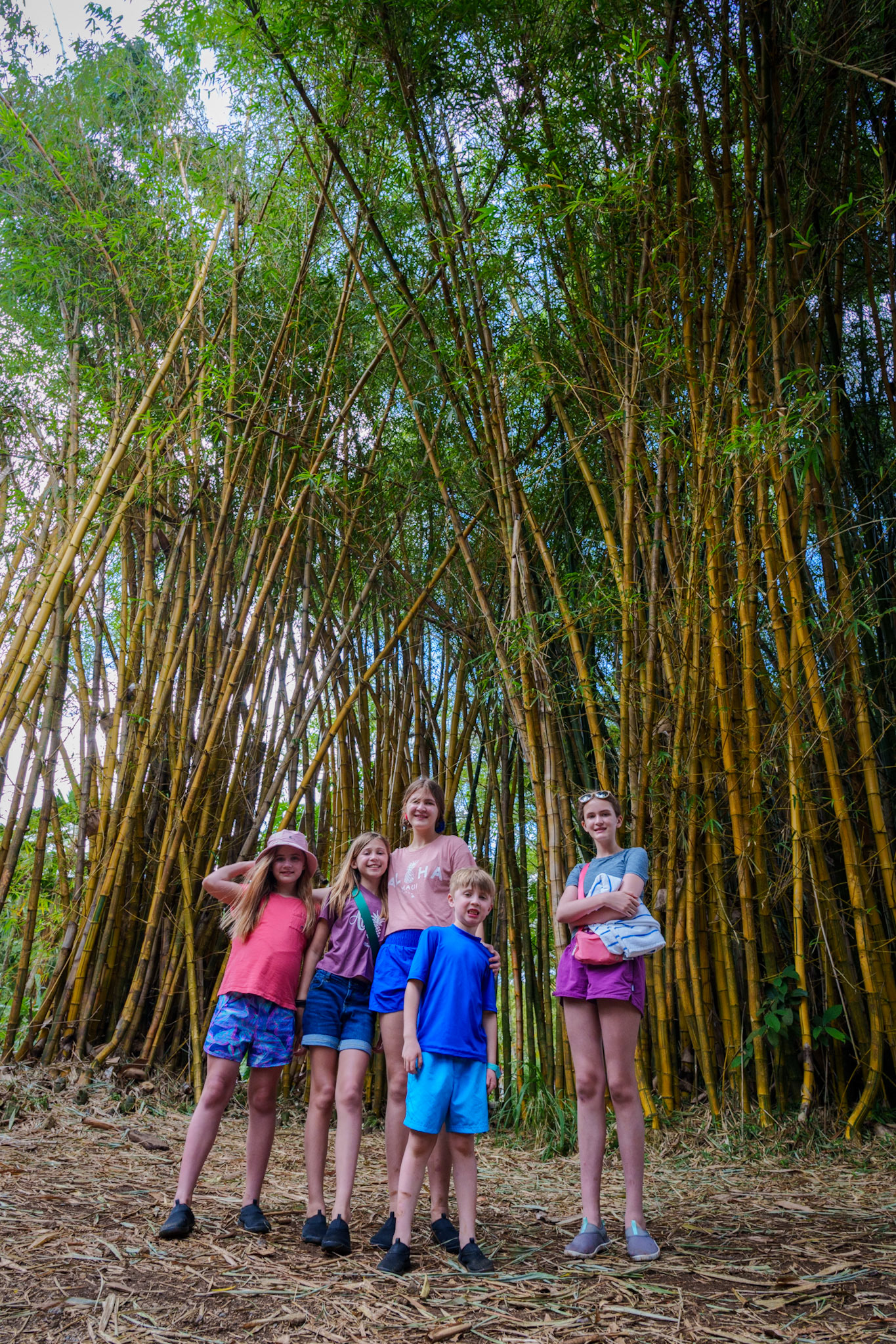 Bamboo at Twin Falls