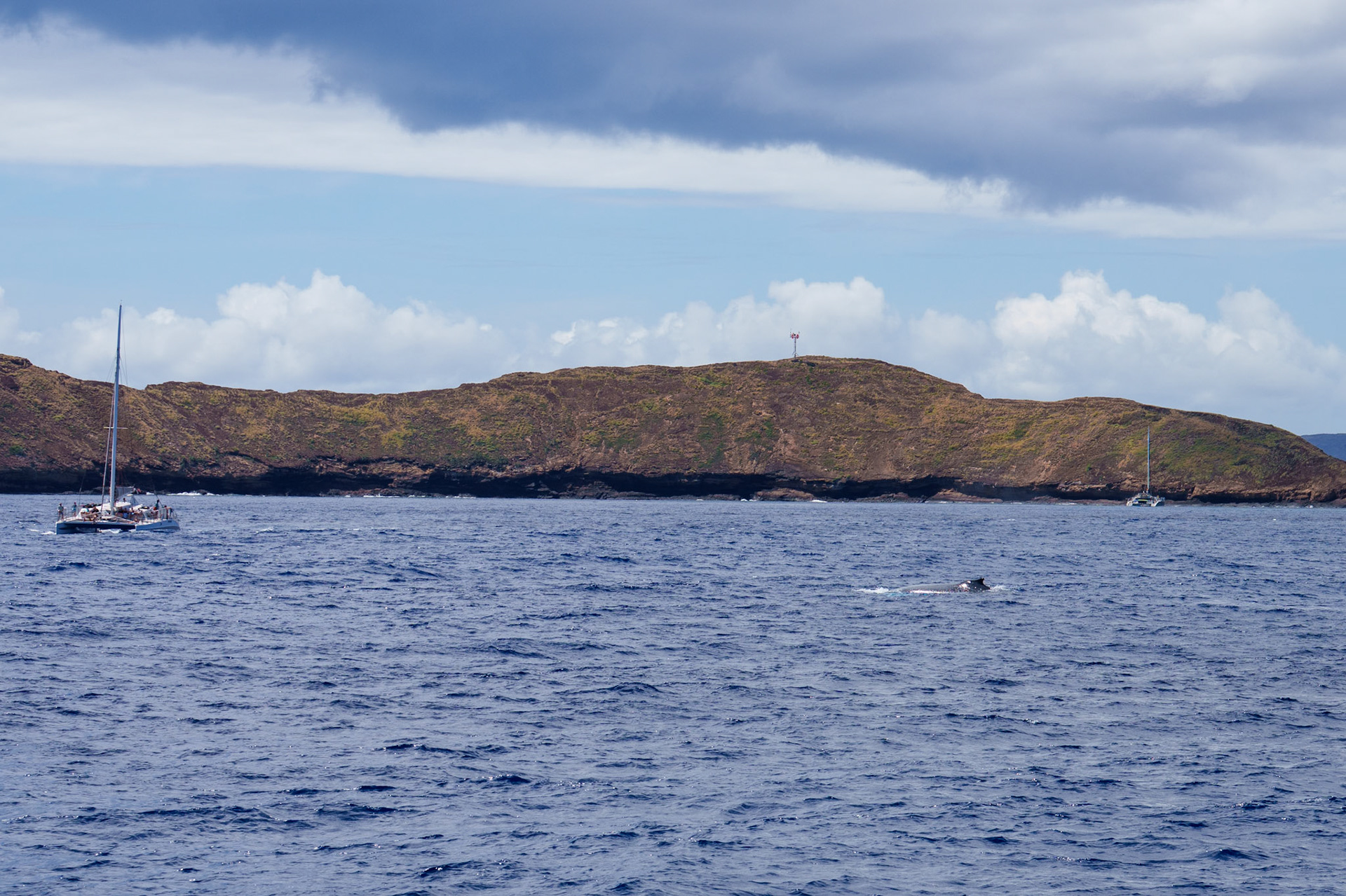 Whale sliding in between the boats heading back from Molokini