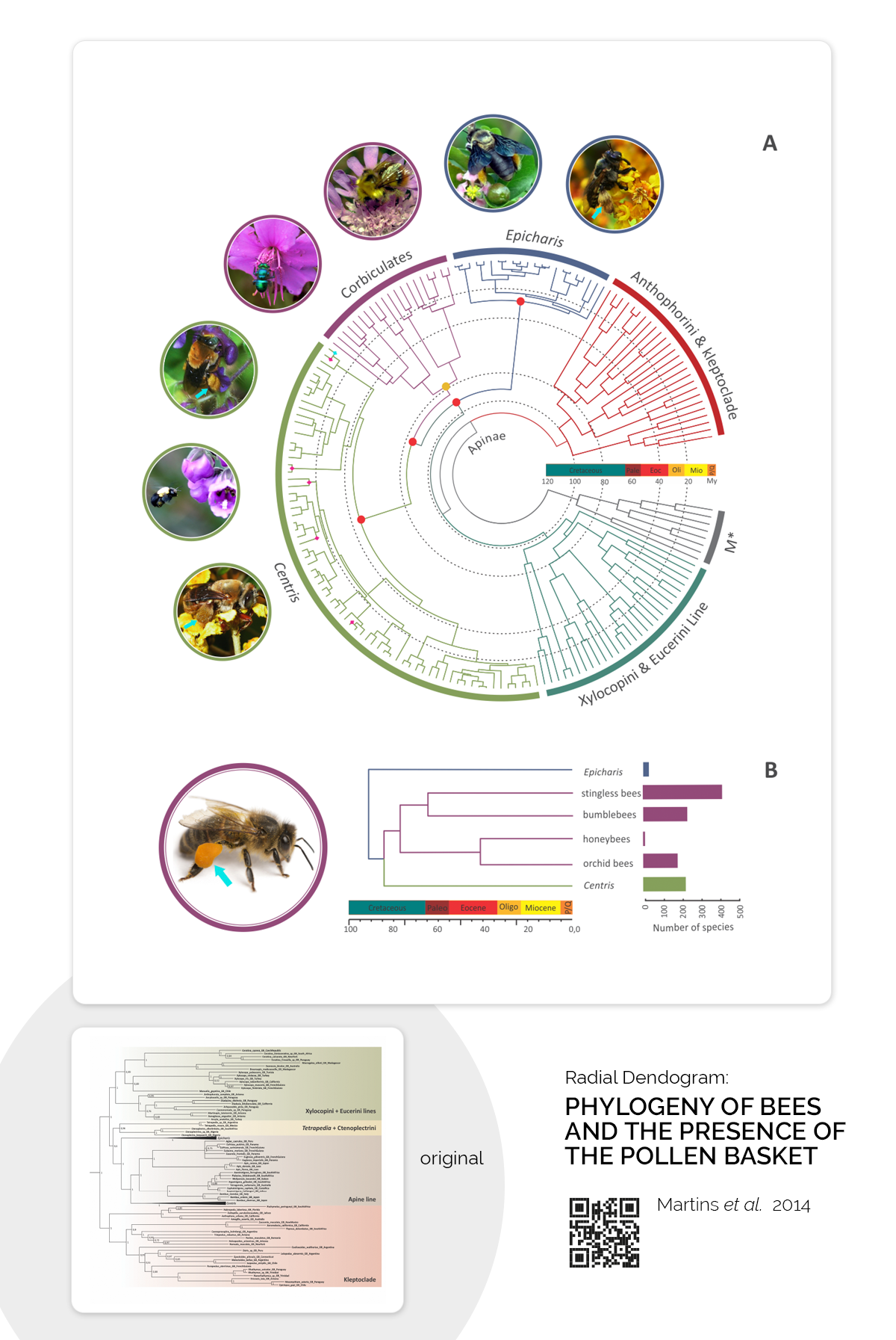 Radial Dendrogram: Phylogeny of Bees and the Presence of the Pollen Basket