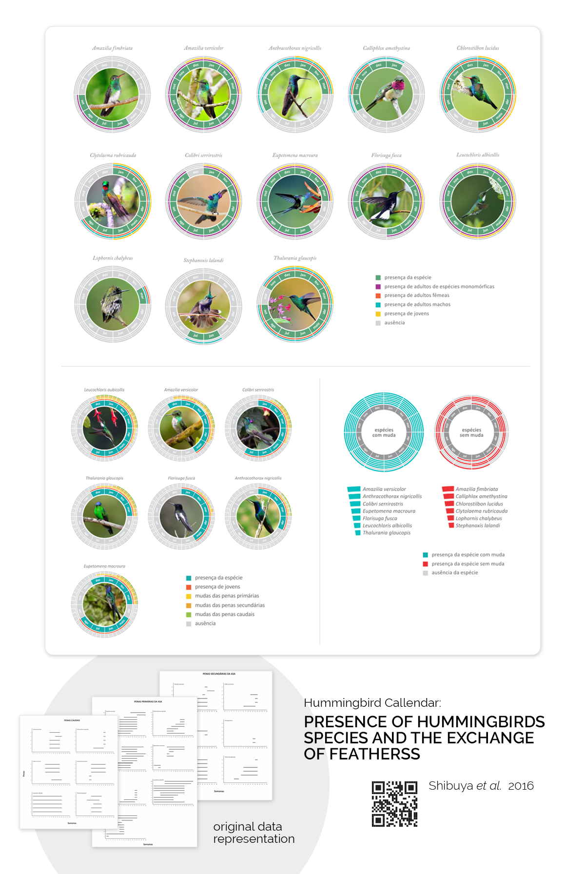 Hummingbird Callendar: Presence of Hummingbirds Species and the Exchange of Featherss