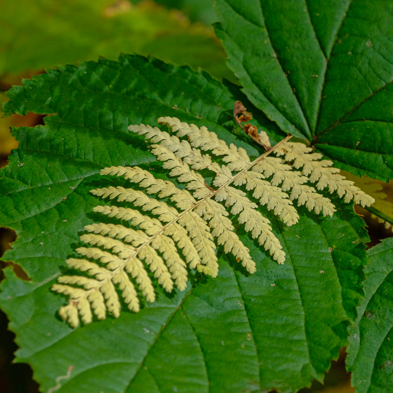 Coastal Maine Botanical Gardens