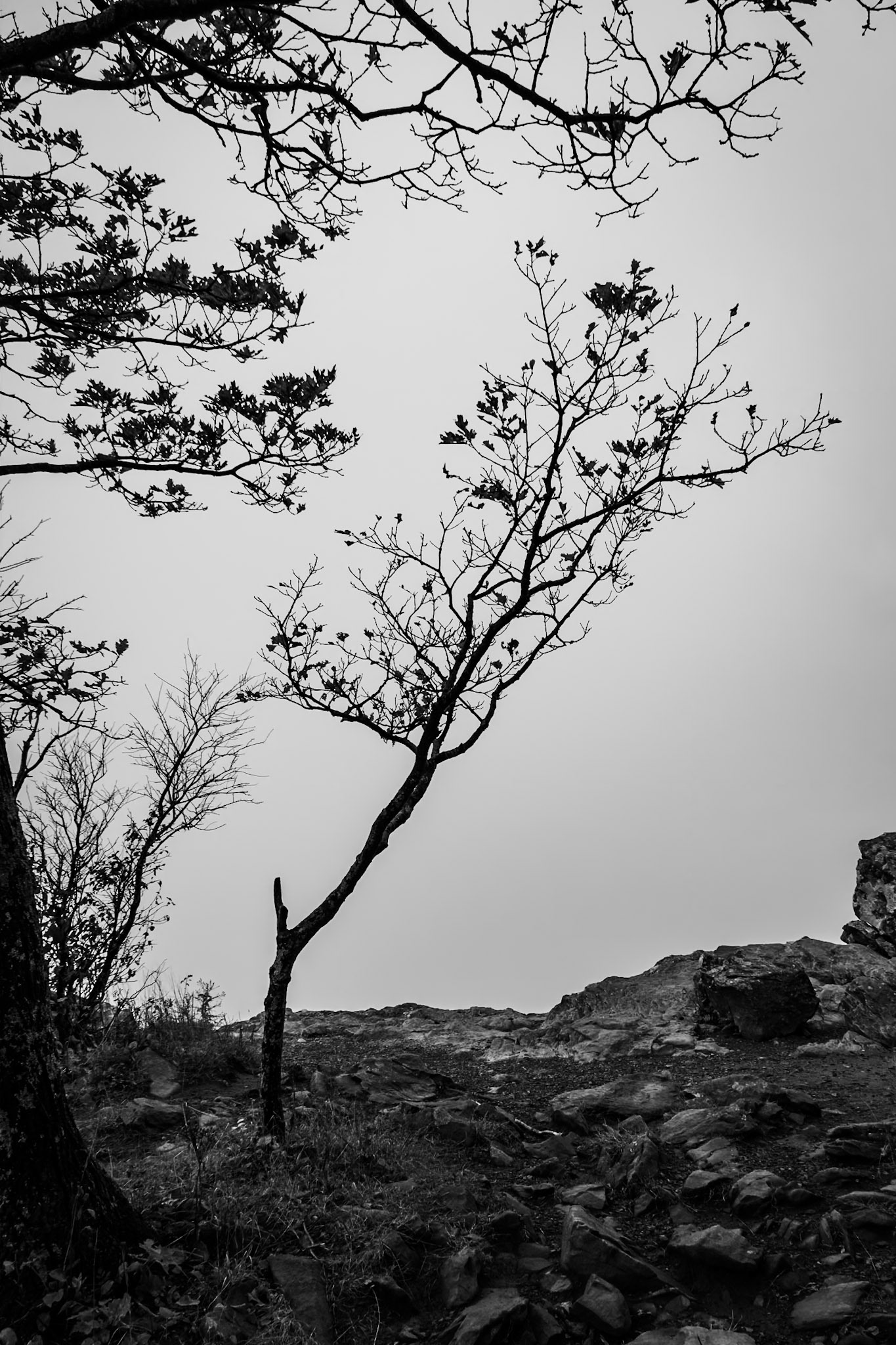 Hawksbill Hike