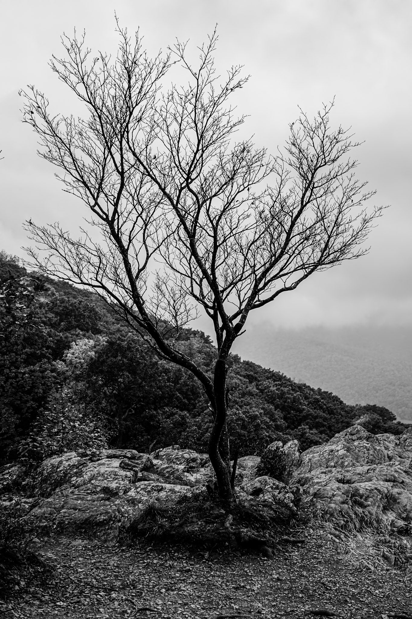 Ravens Roost