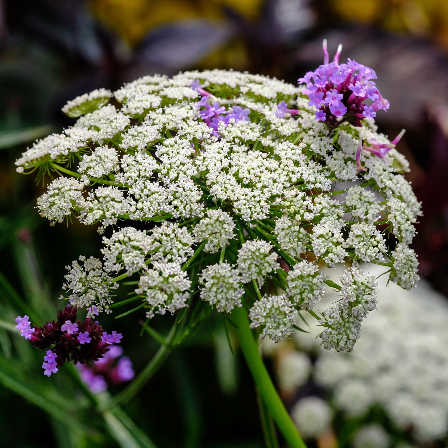Coastal Maine Botanical Gardens